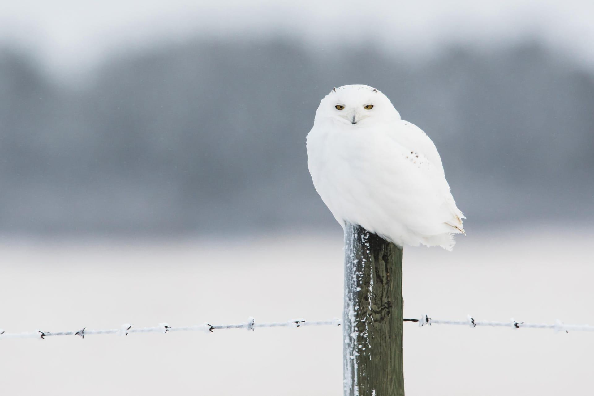Snowy owl pictures