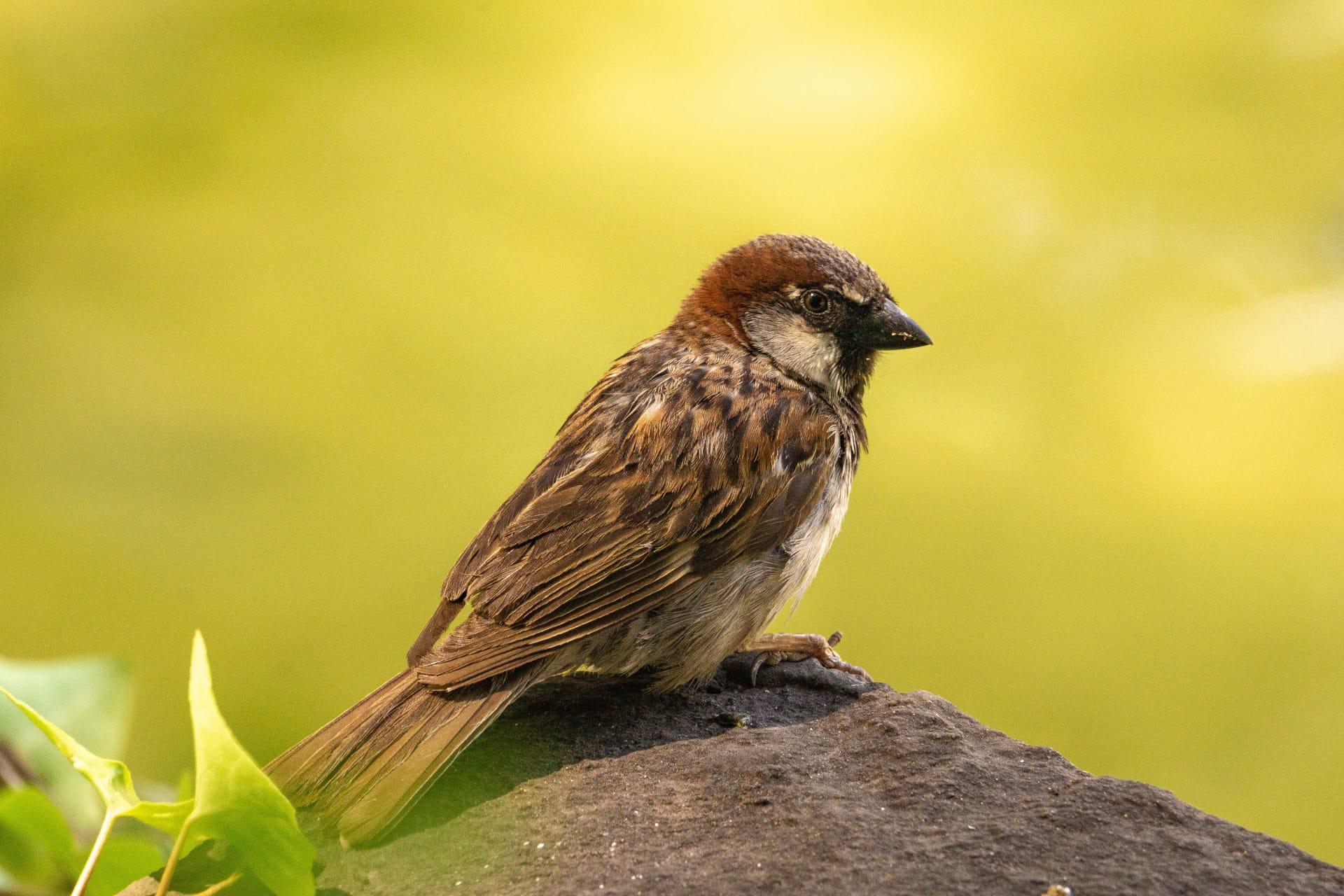 Sparrow pictures
