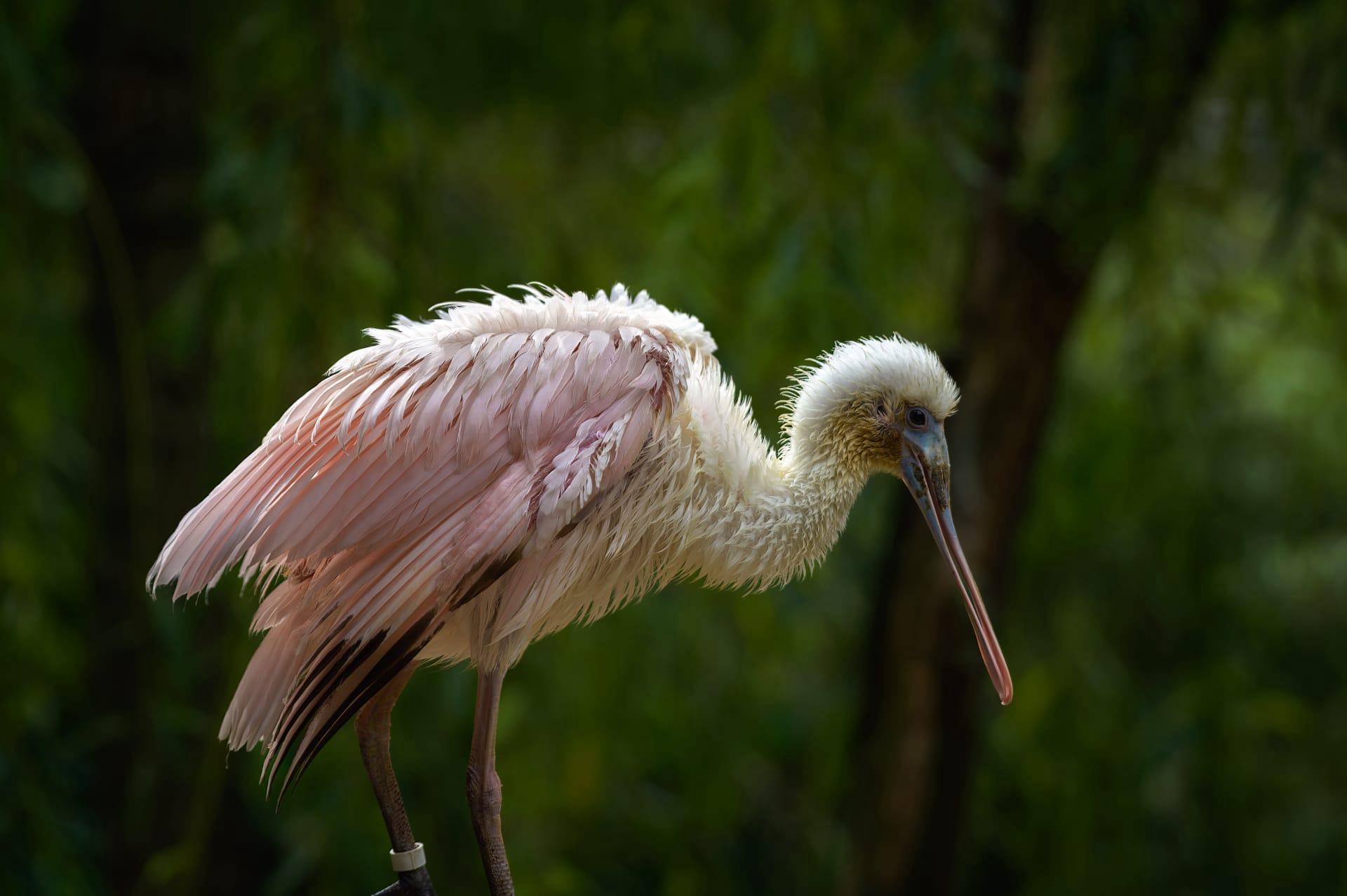 Spoonbill pictures