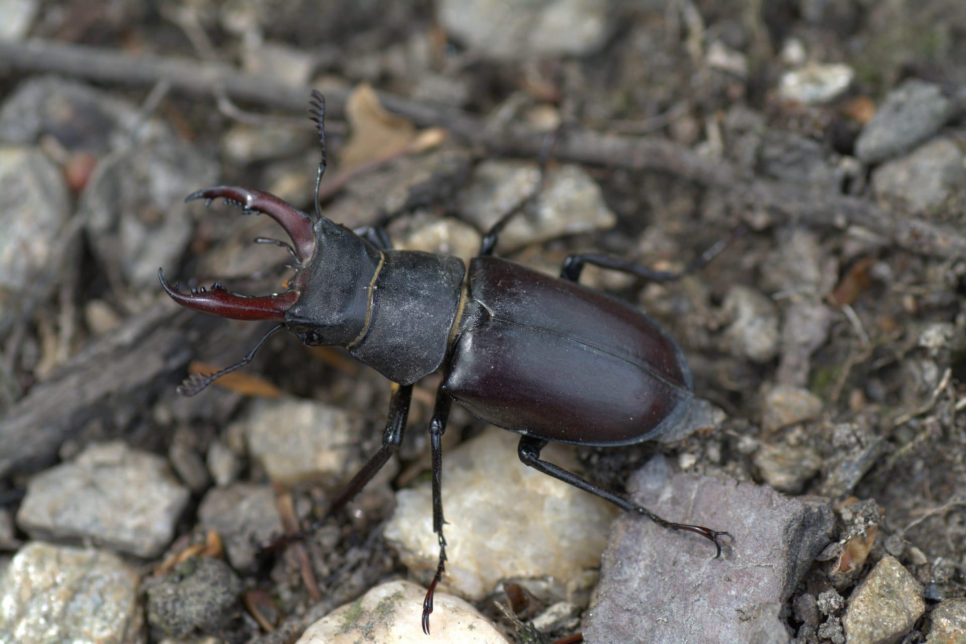 Stag beetle pictures