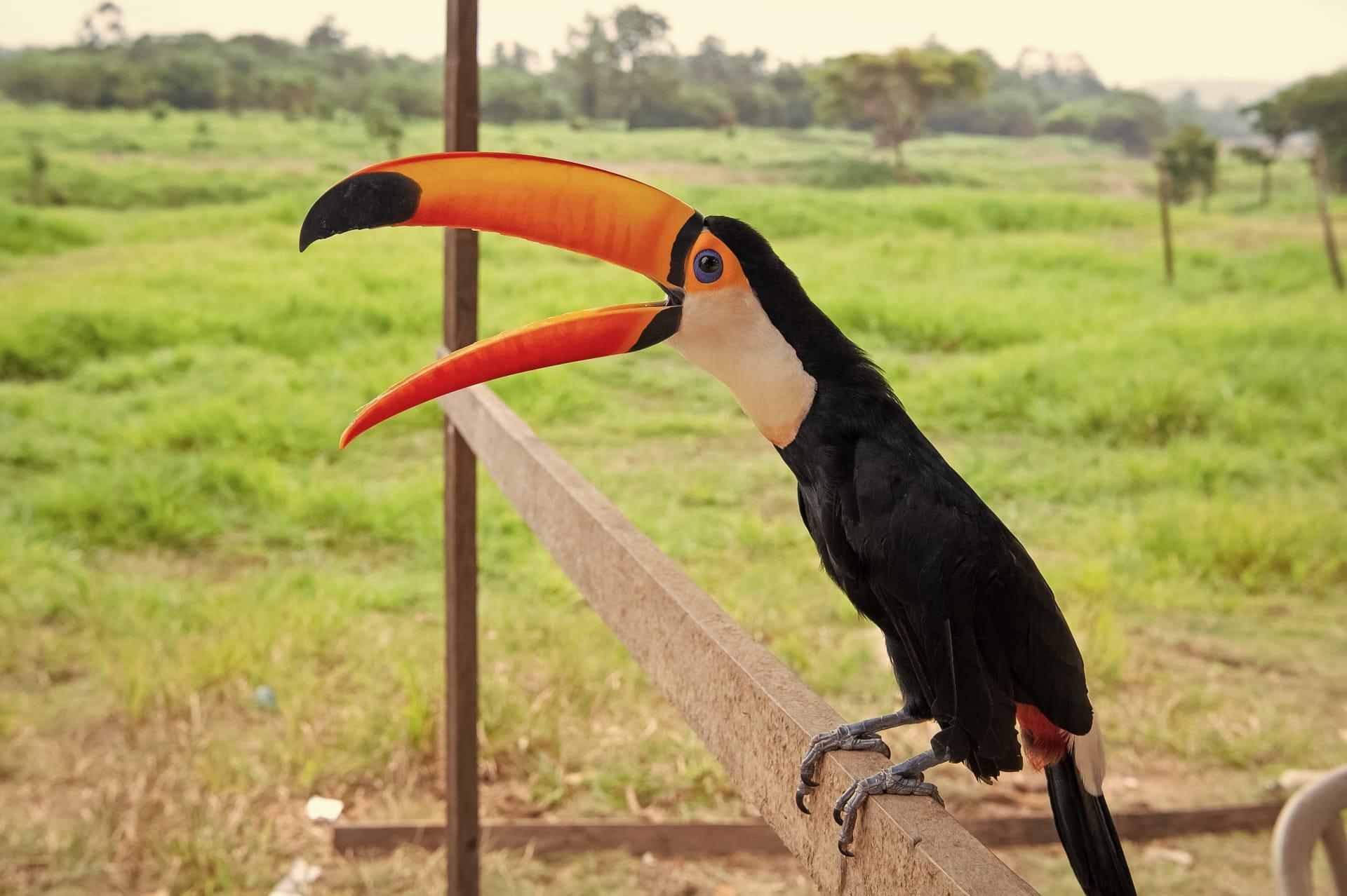 Toucan pictures