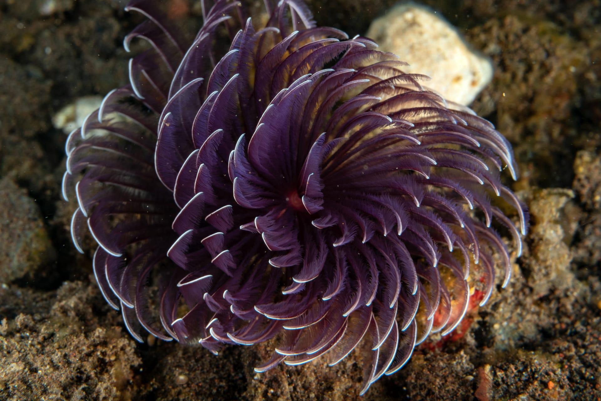 Tube anemone pictures