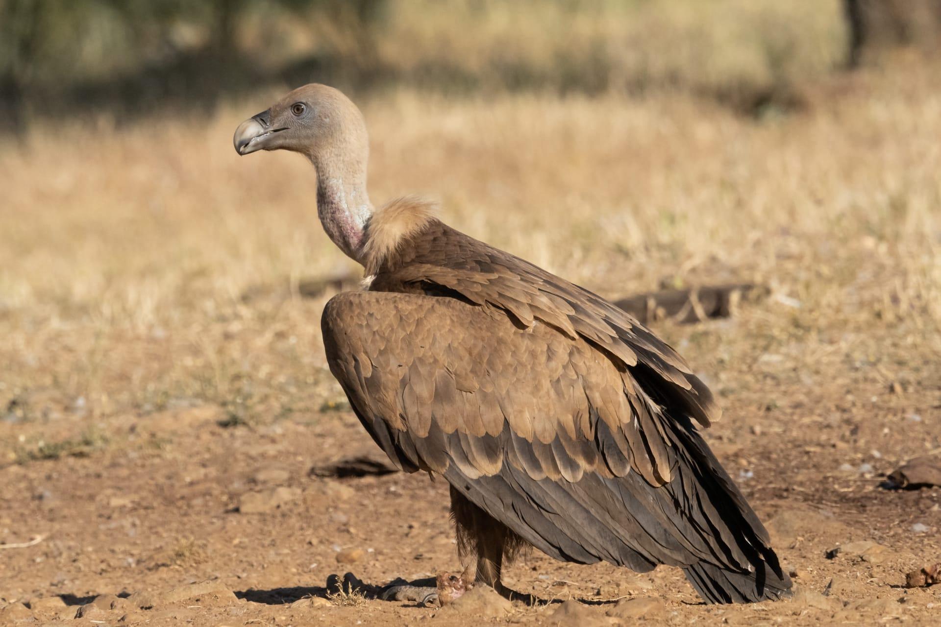 Vulture pictures