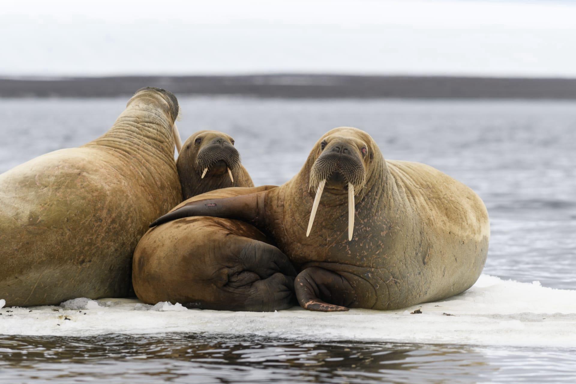 Walrus pictures