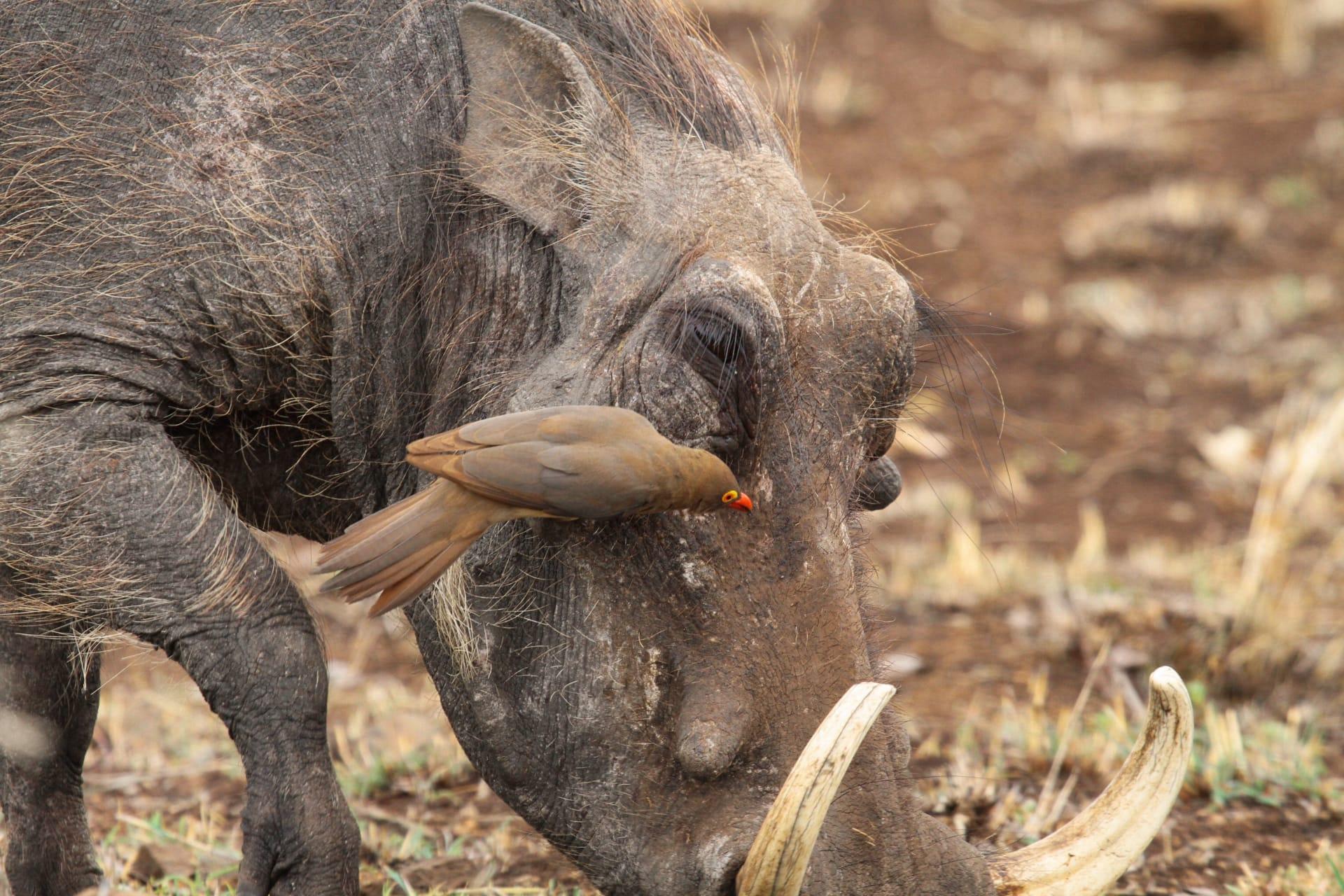Warthog pictures