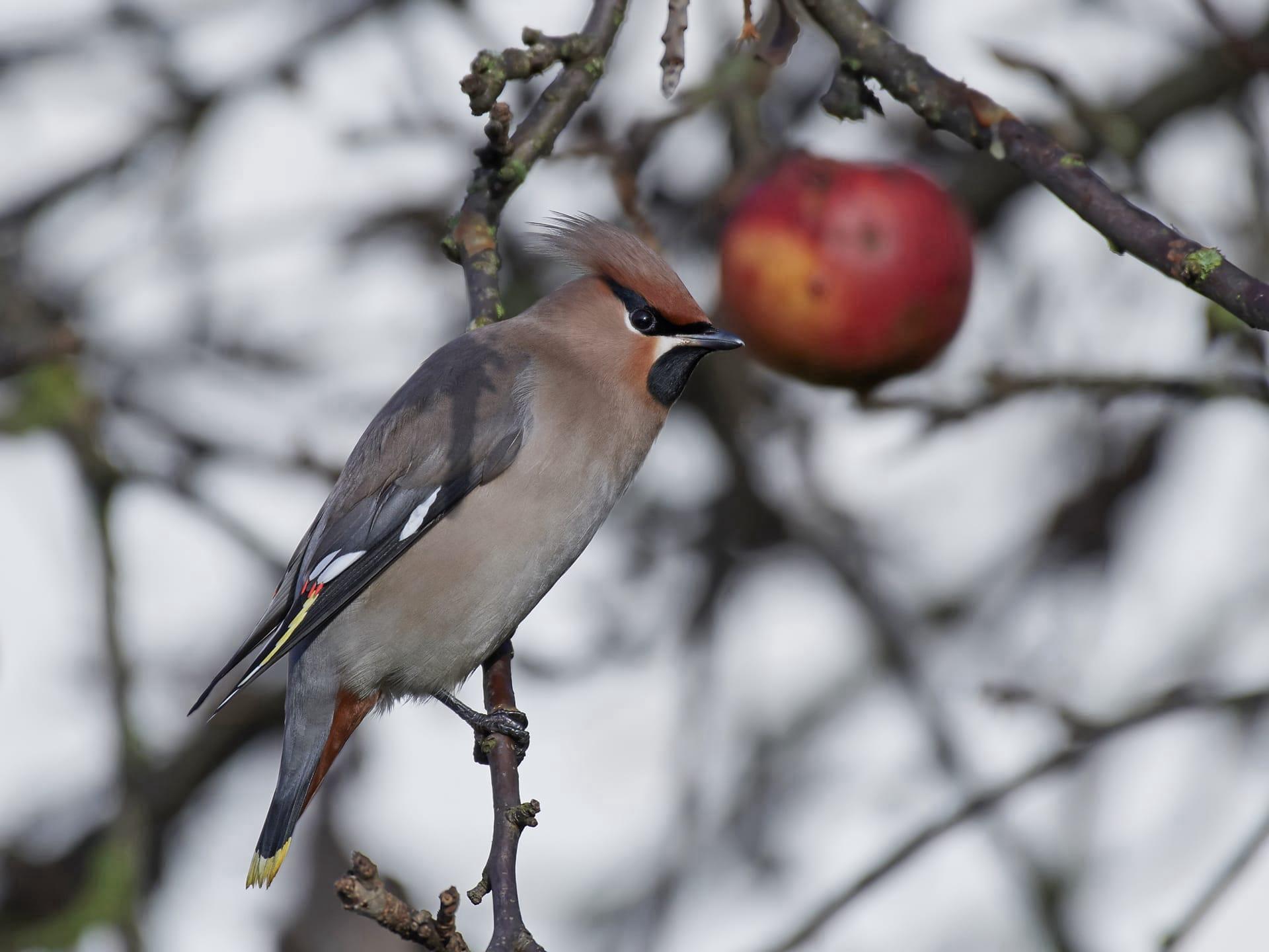 Waxwing pictures