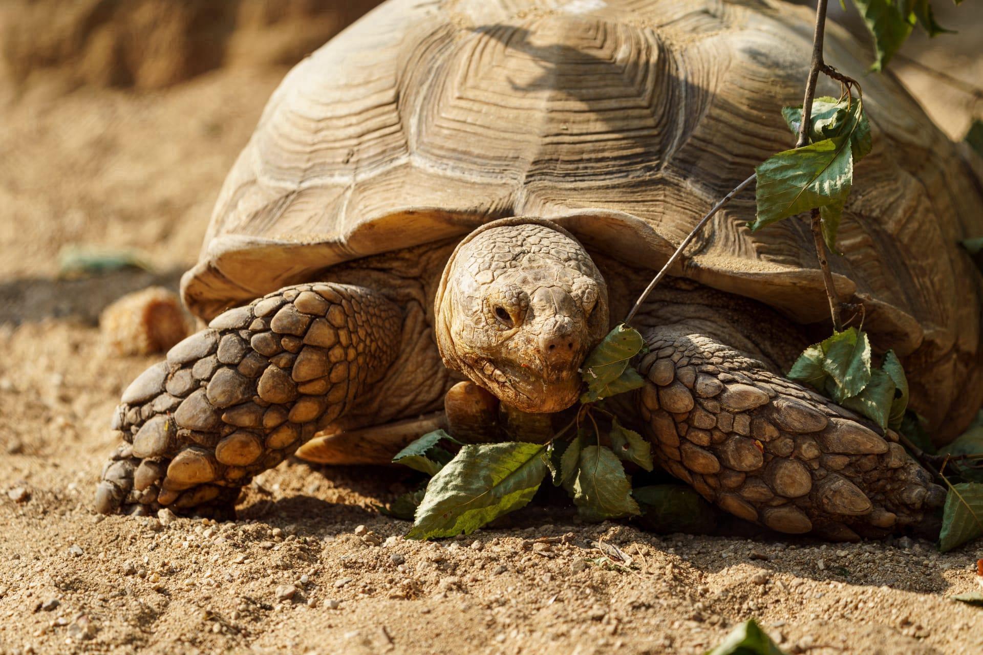Western desert tortoise pictures
