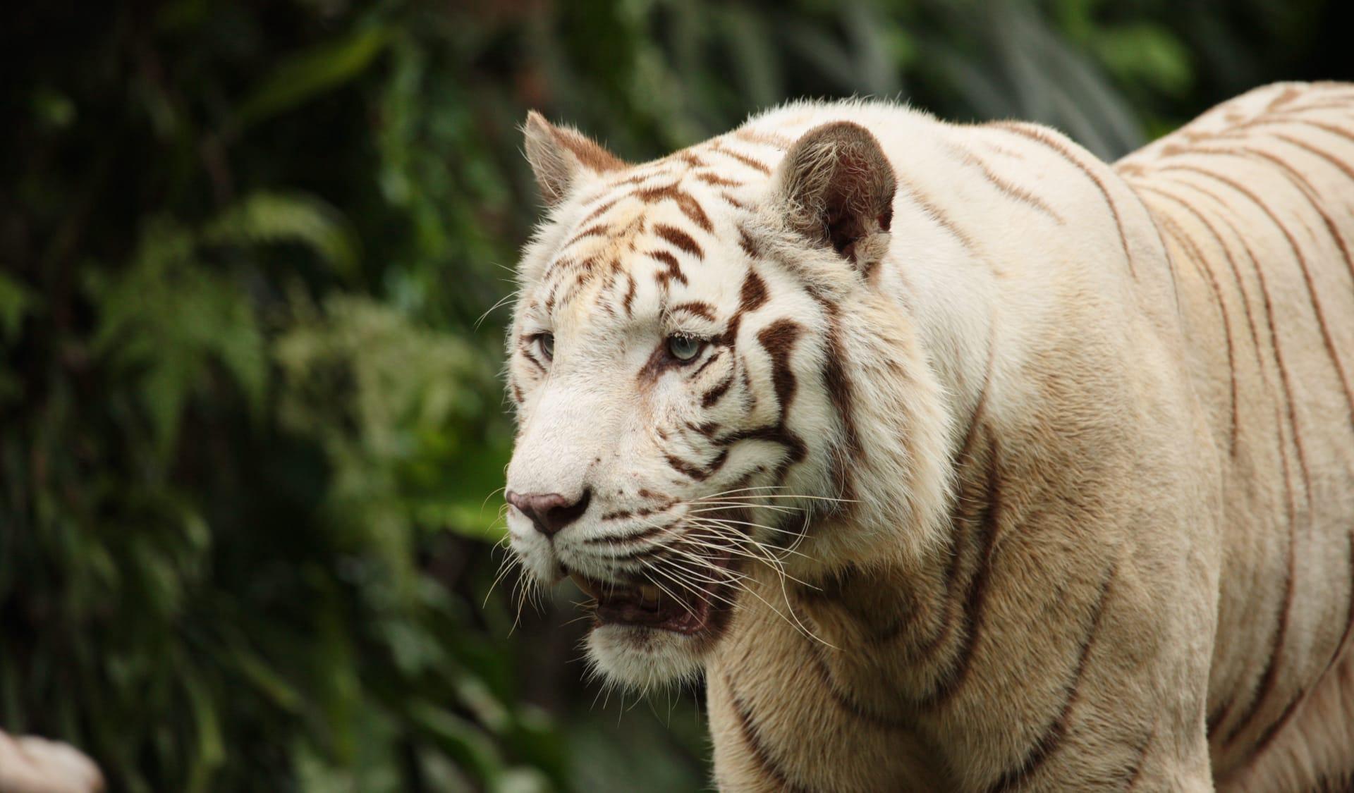White tiger pictures