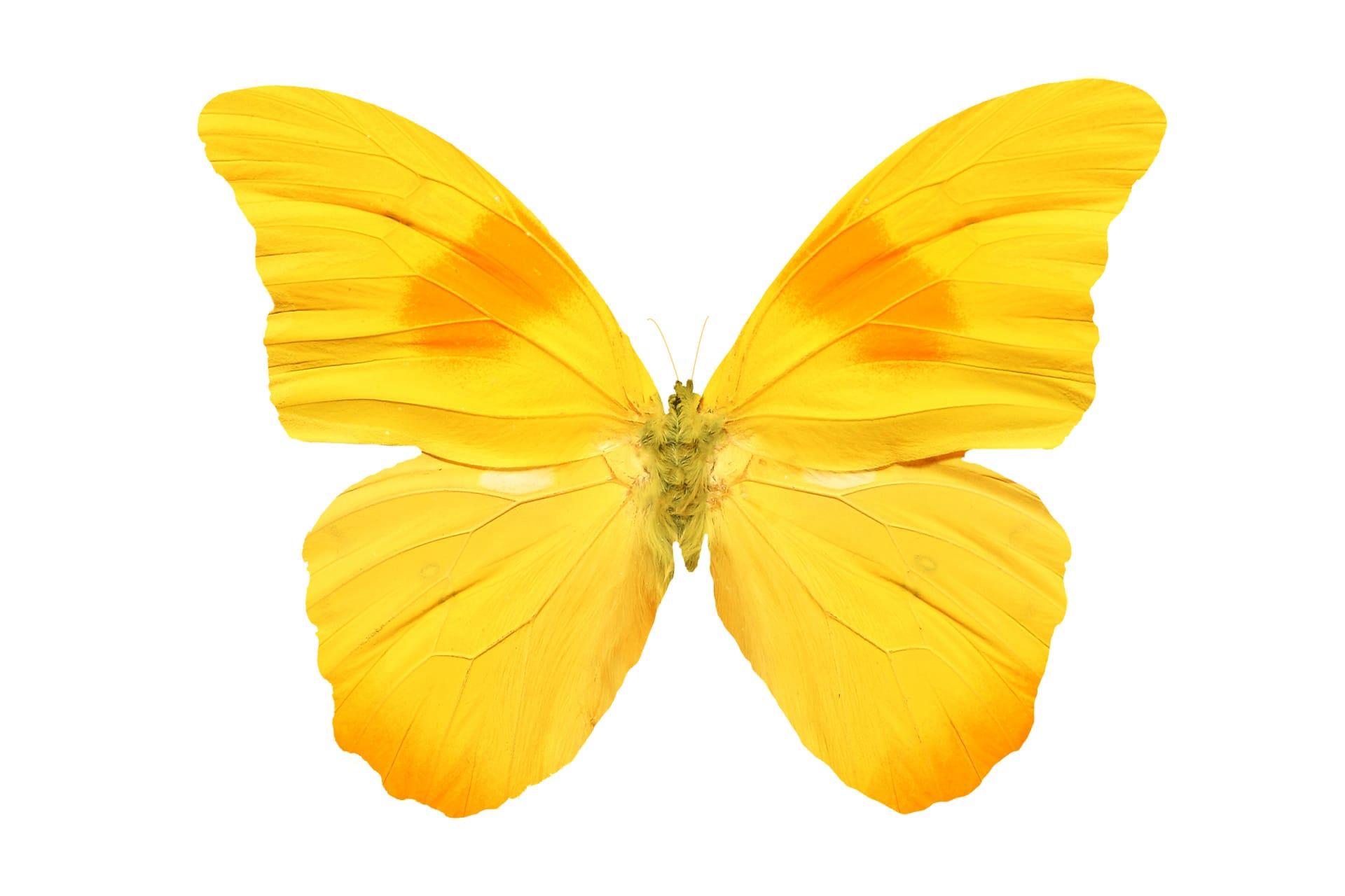 Yellow butterfly pictures