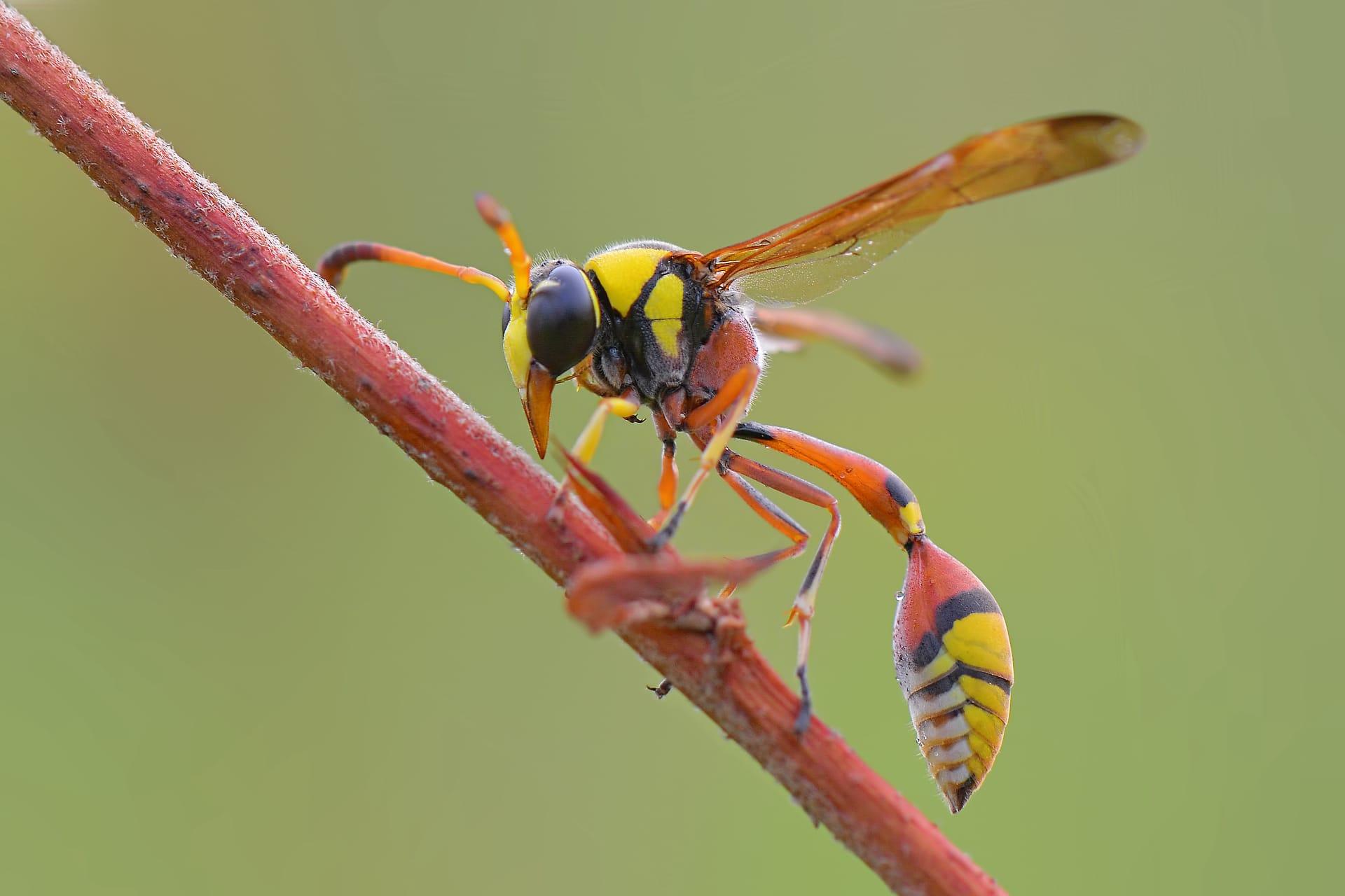 Yellow jacket wasp pictures