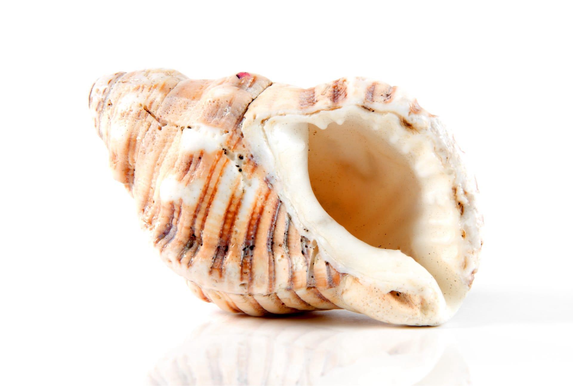 Conch pictures