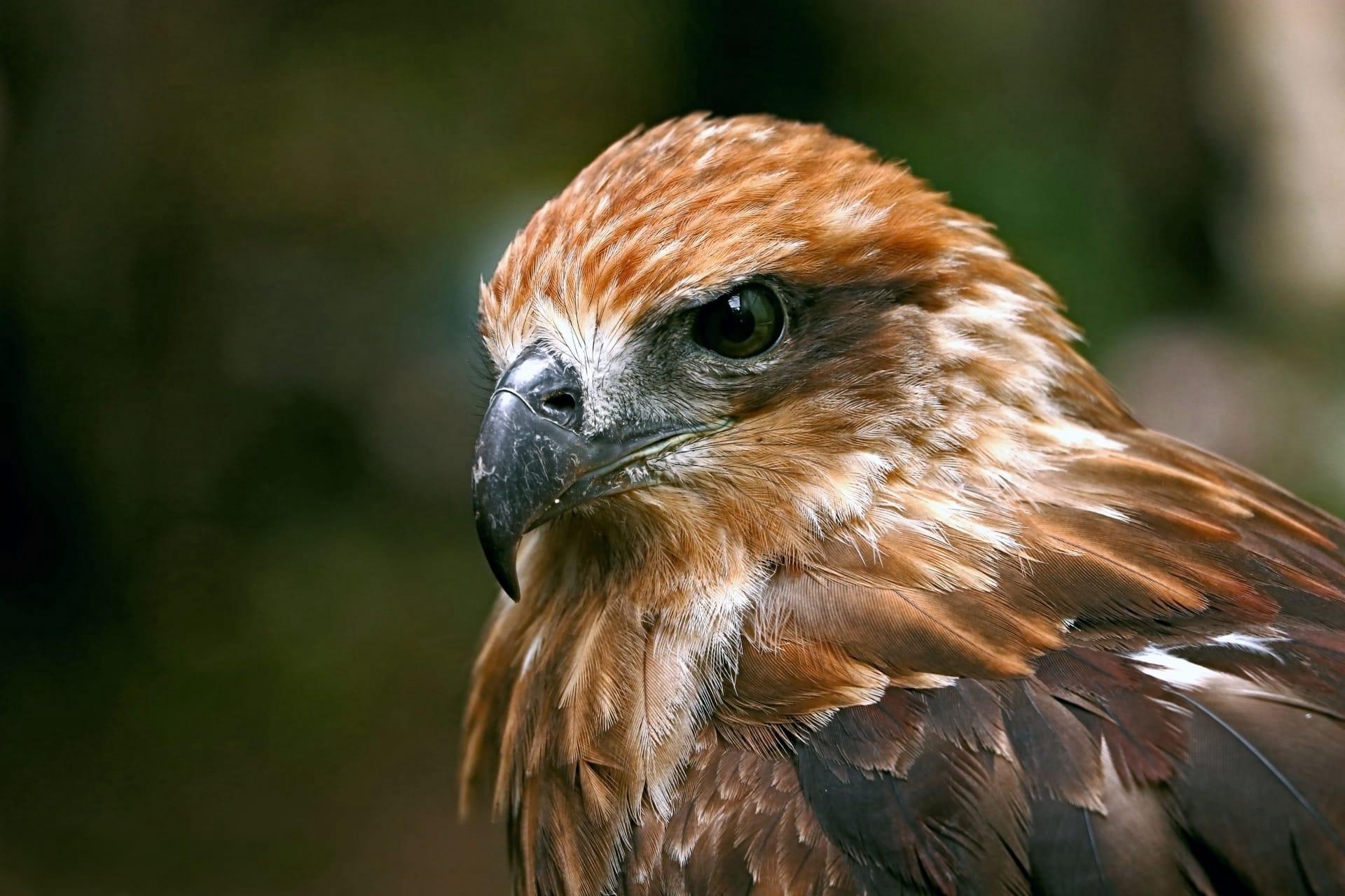 Red tailed hawk pictures