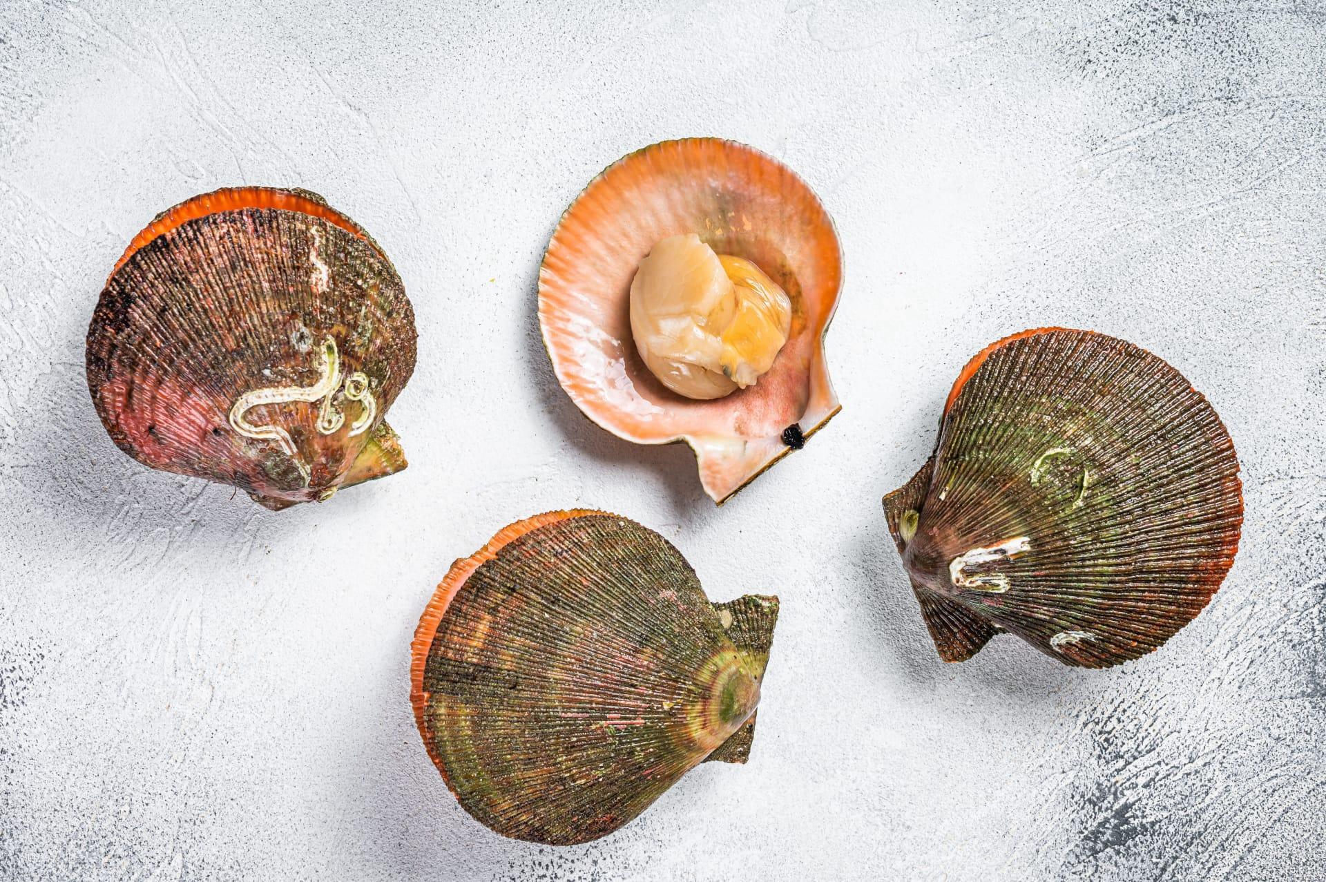 Scallop pictures