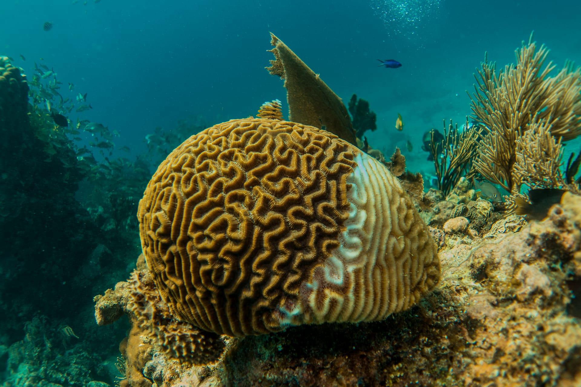 Brain coral pictures