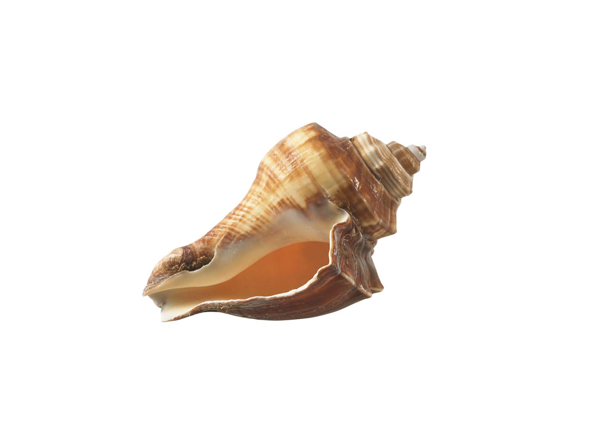 Conch pictures