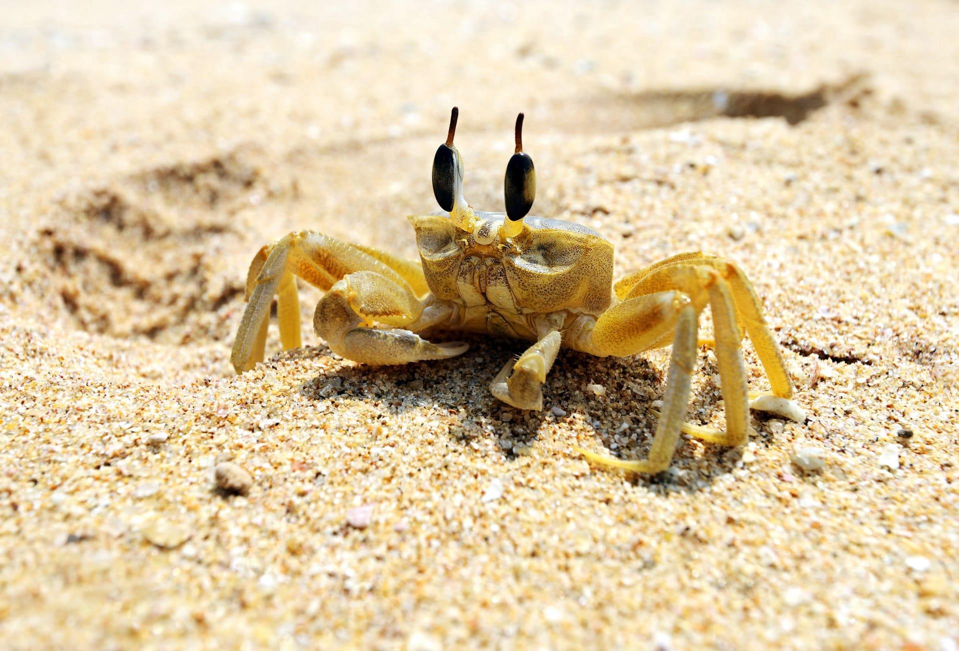 Crab pictures