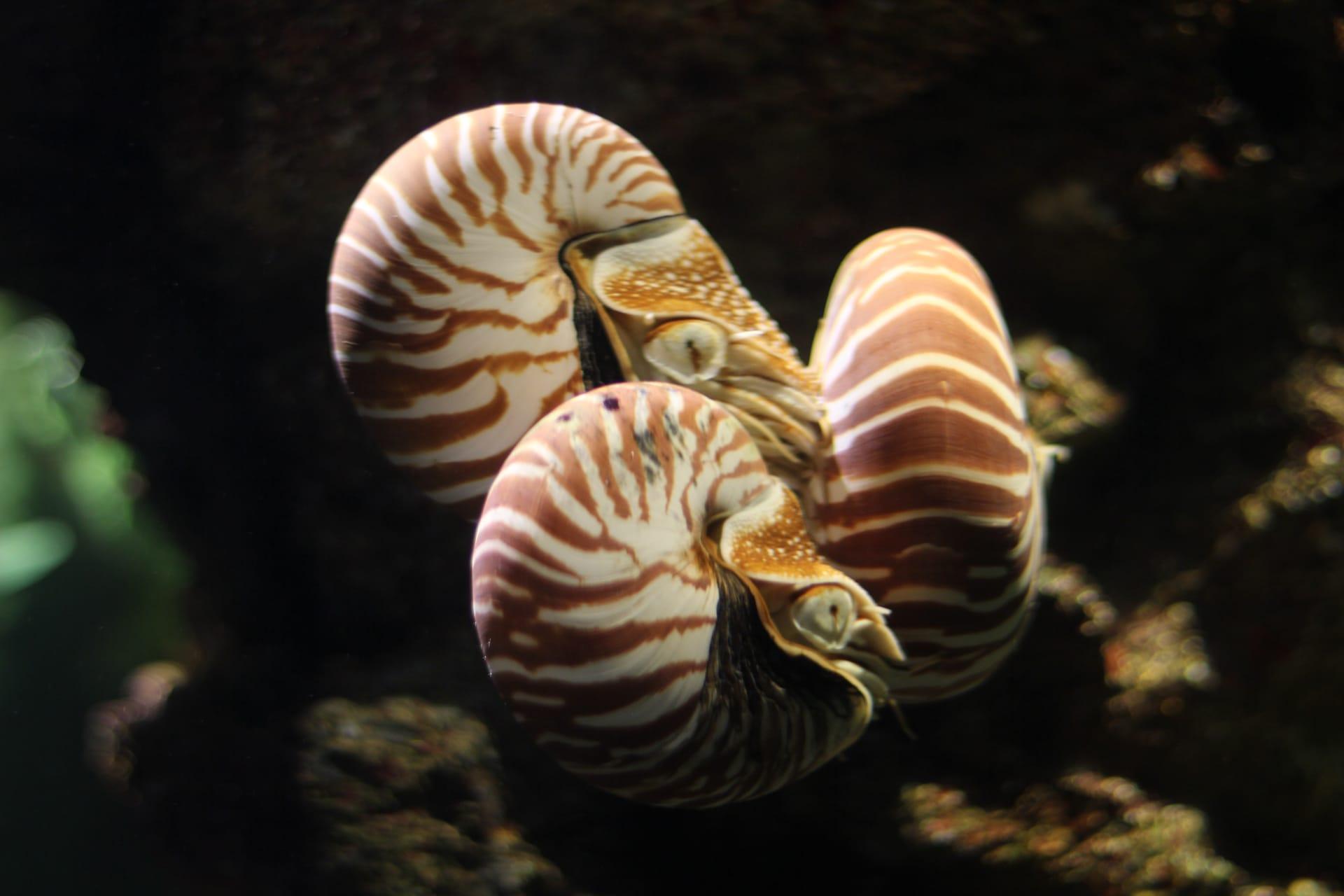 Nautilus pictures