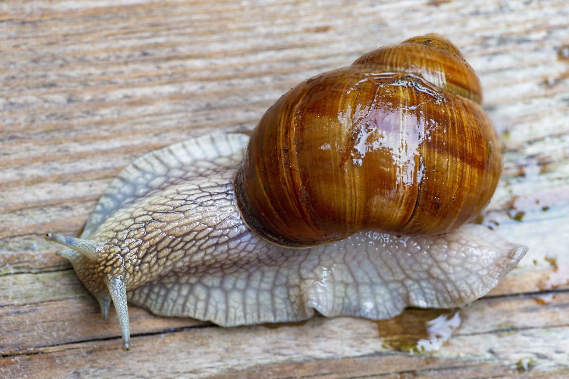 Snails pictures