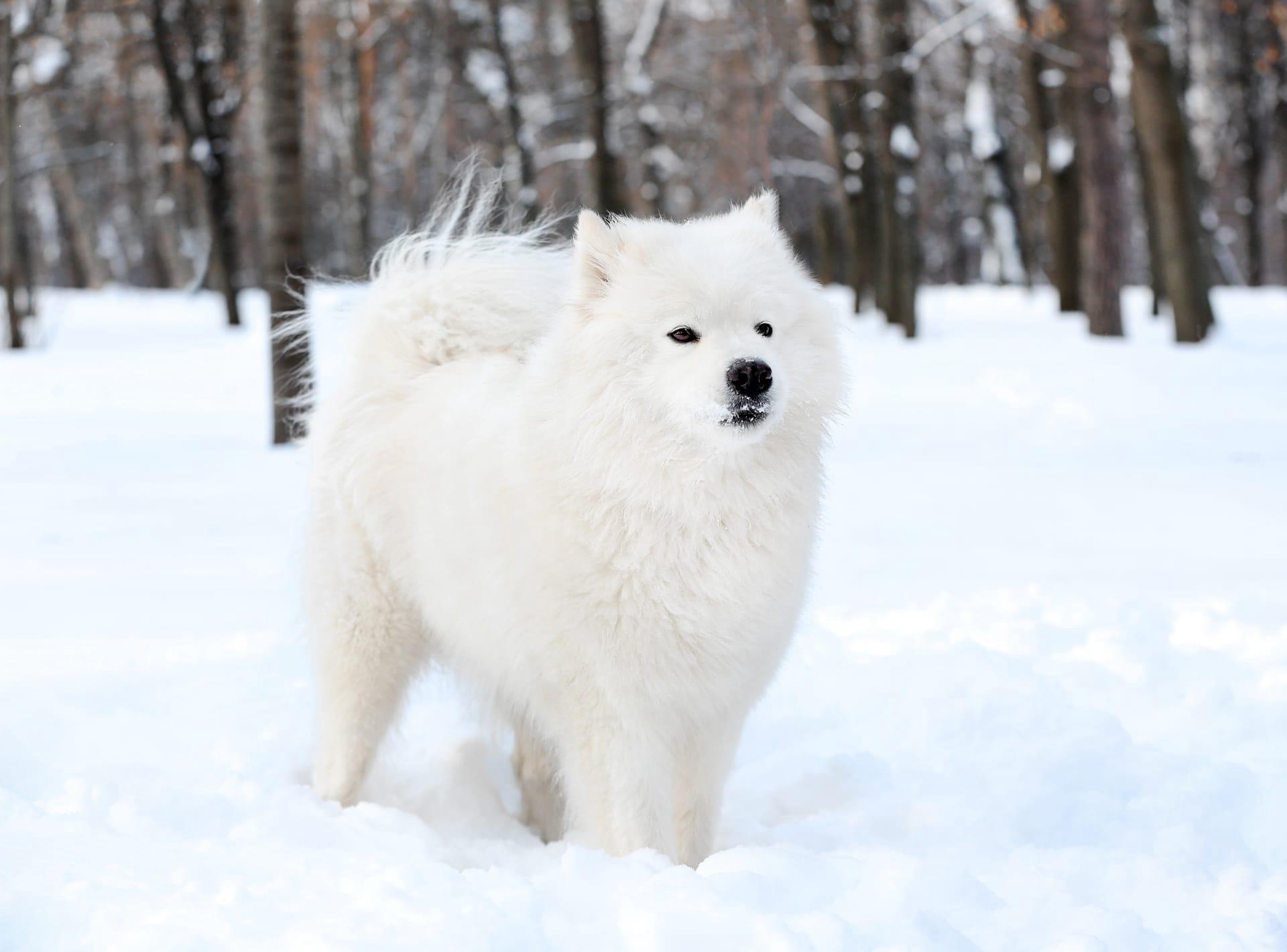 American eskimo dog pictures