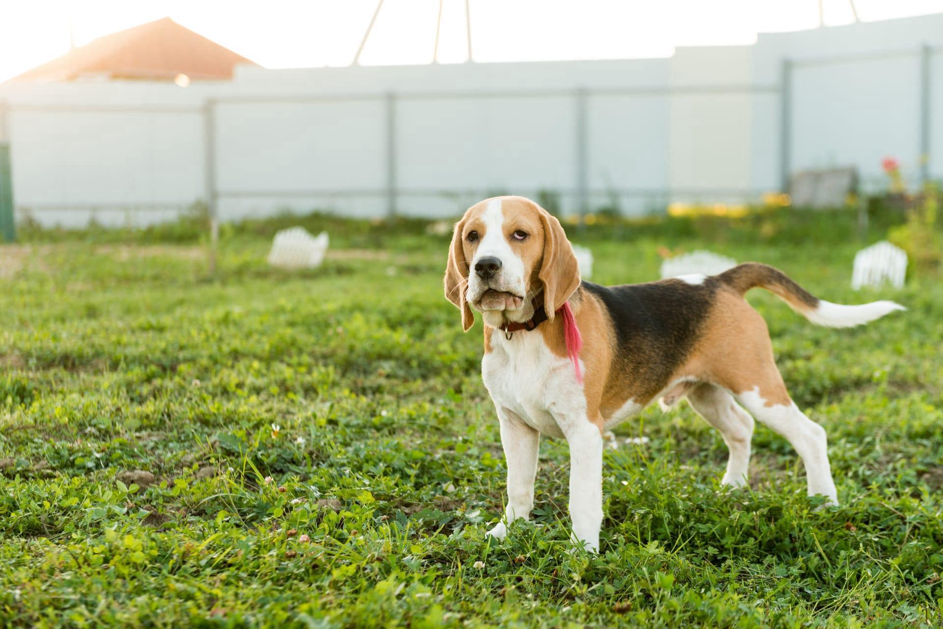 American foxhound pictures