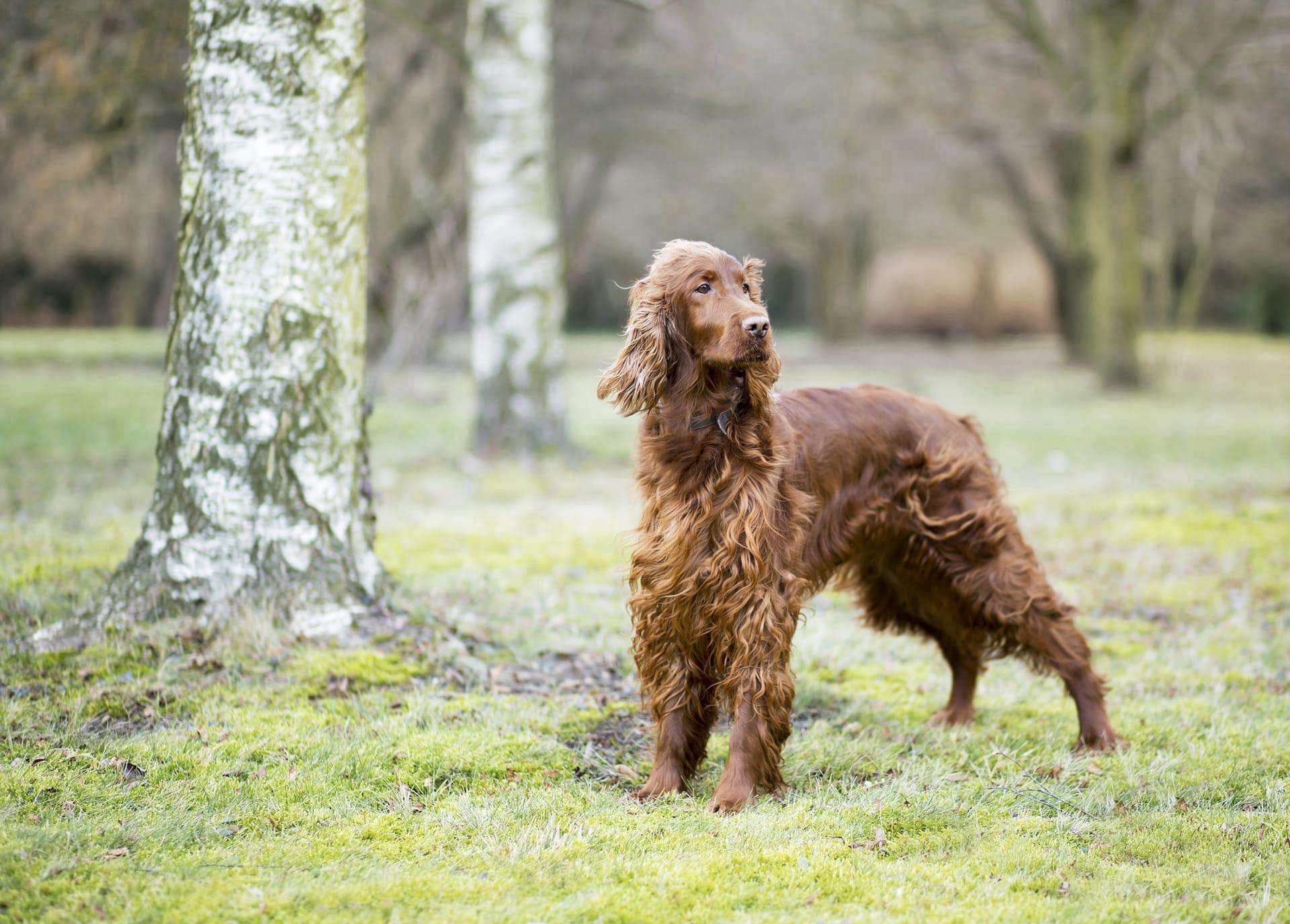 American water spaniel pictures