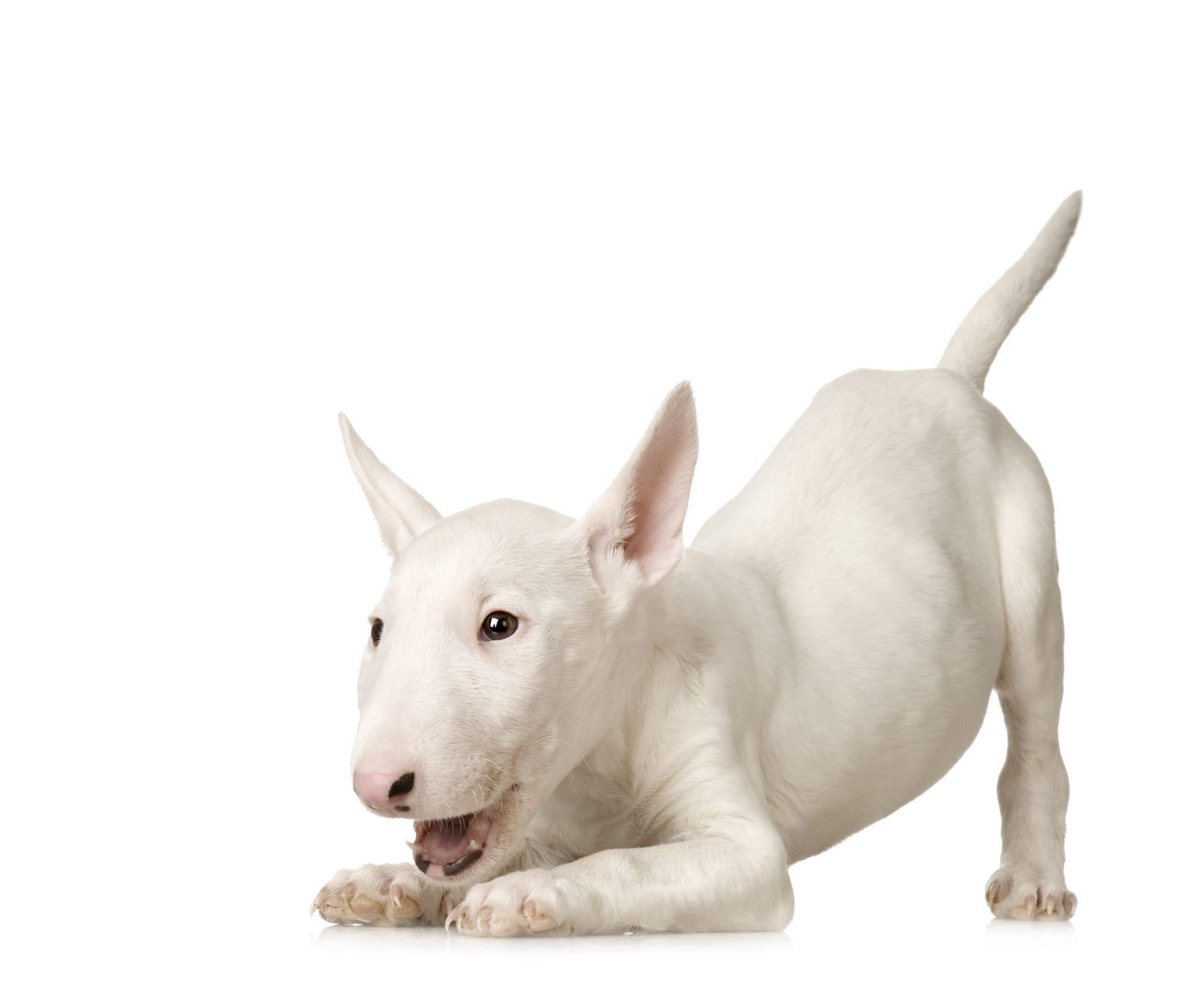 Bull terrier pictures