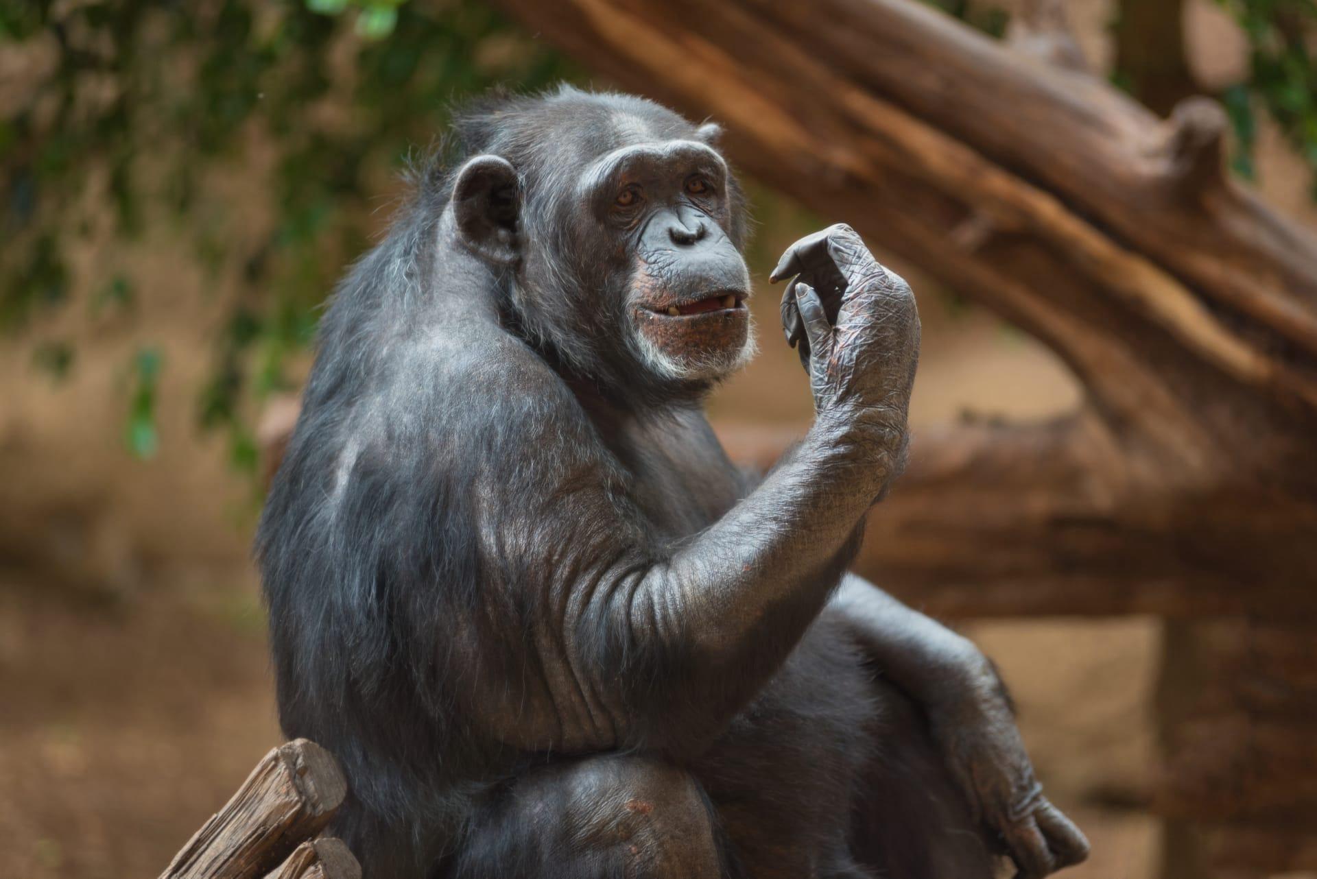 Chimpanzee pictures