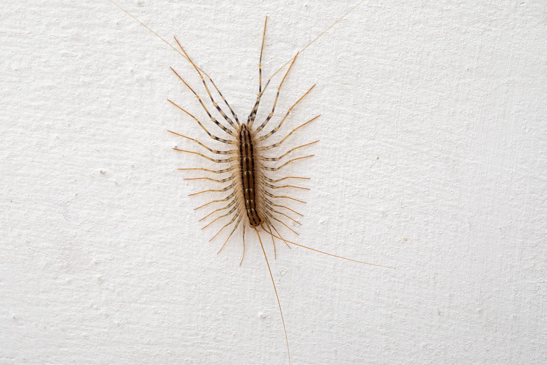 House centipede pictures