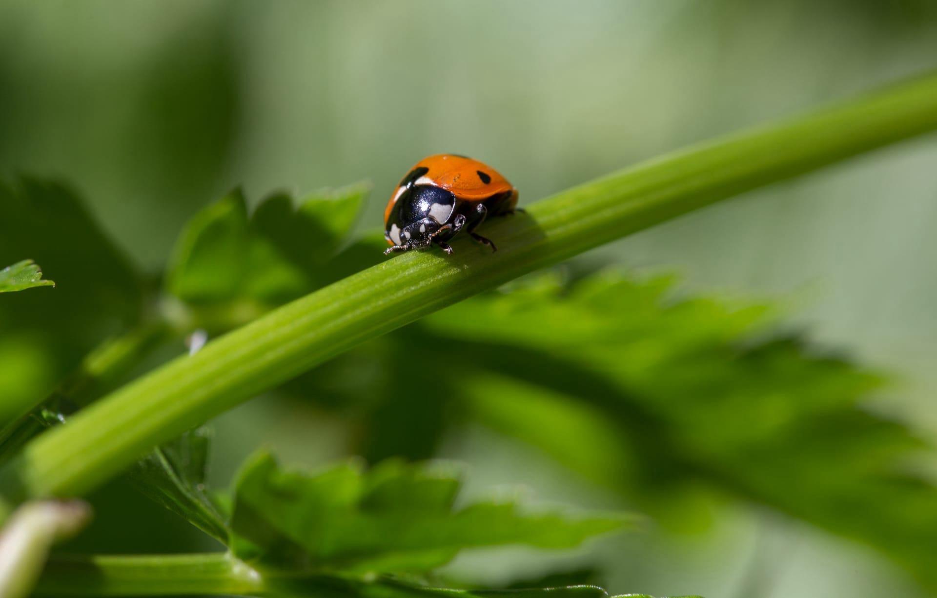 Ladybug pictures