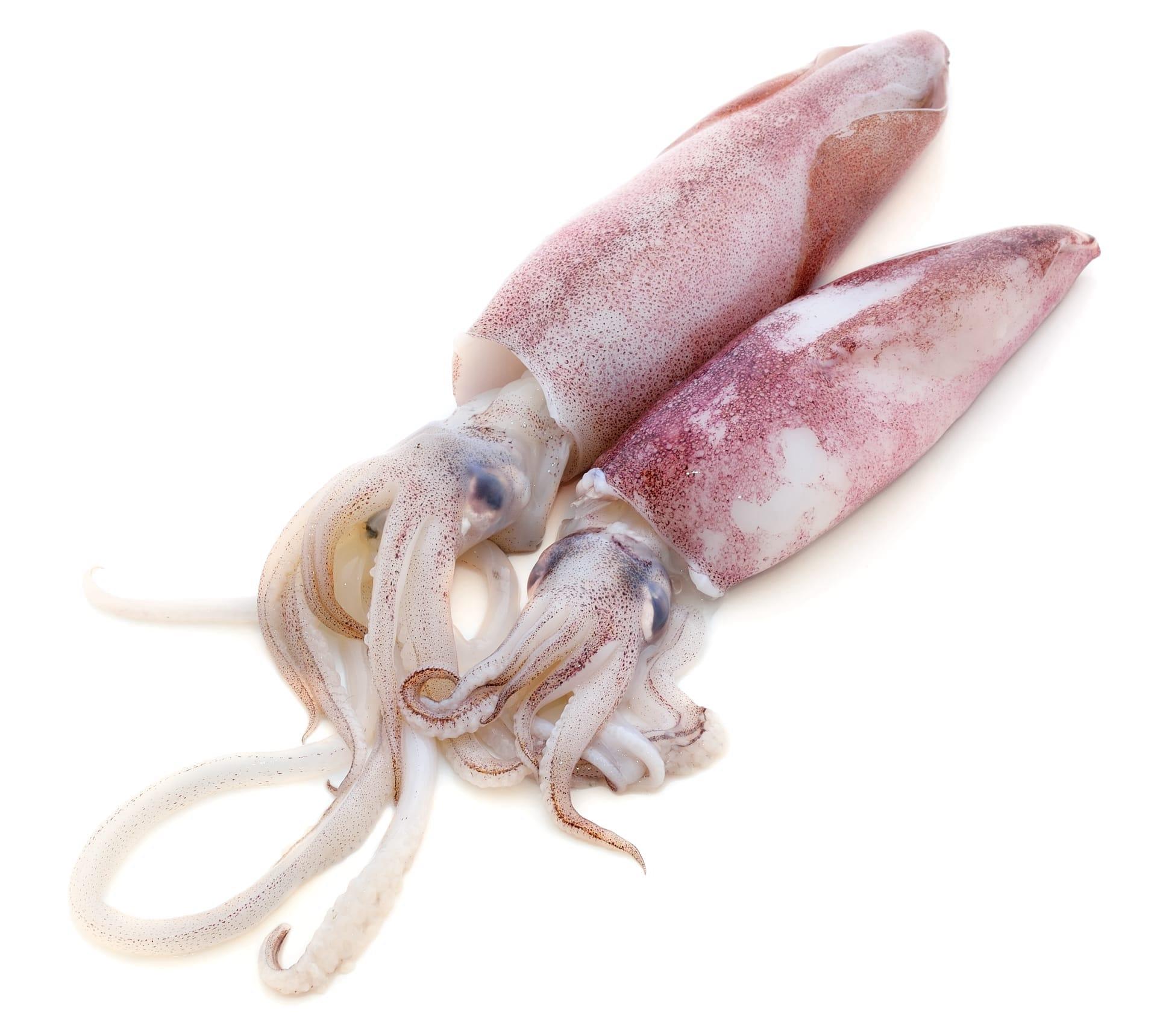 Needle squid pictures