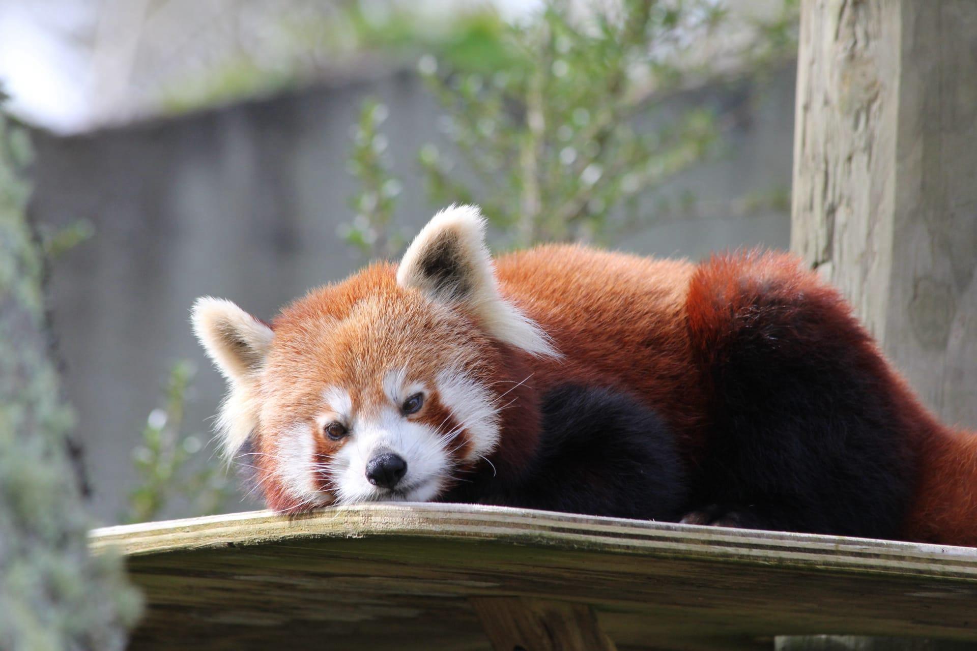 Red panda pictures