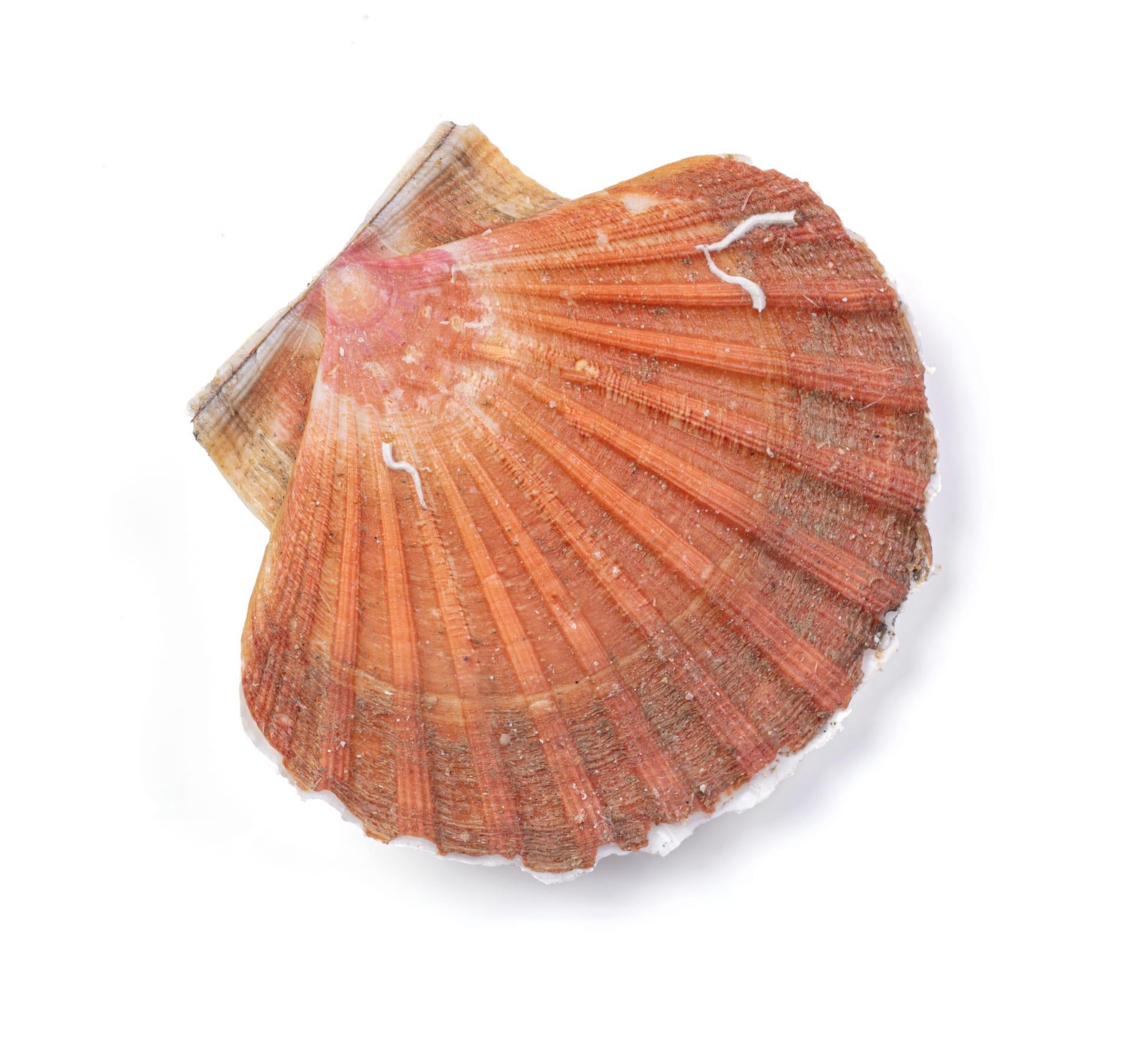 Scallop pictures