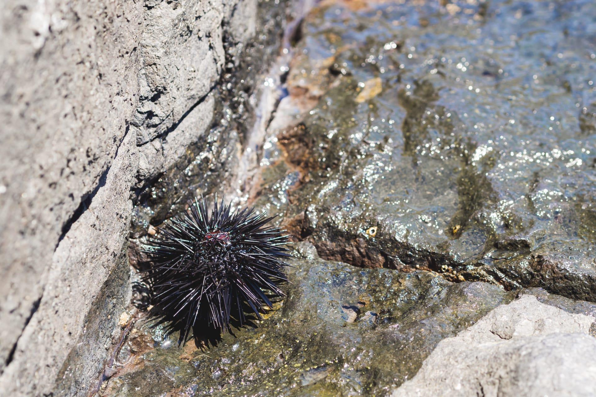 Sea urchin pictures