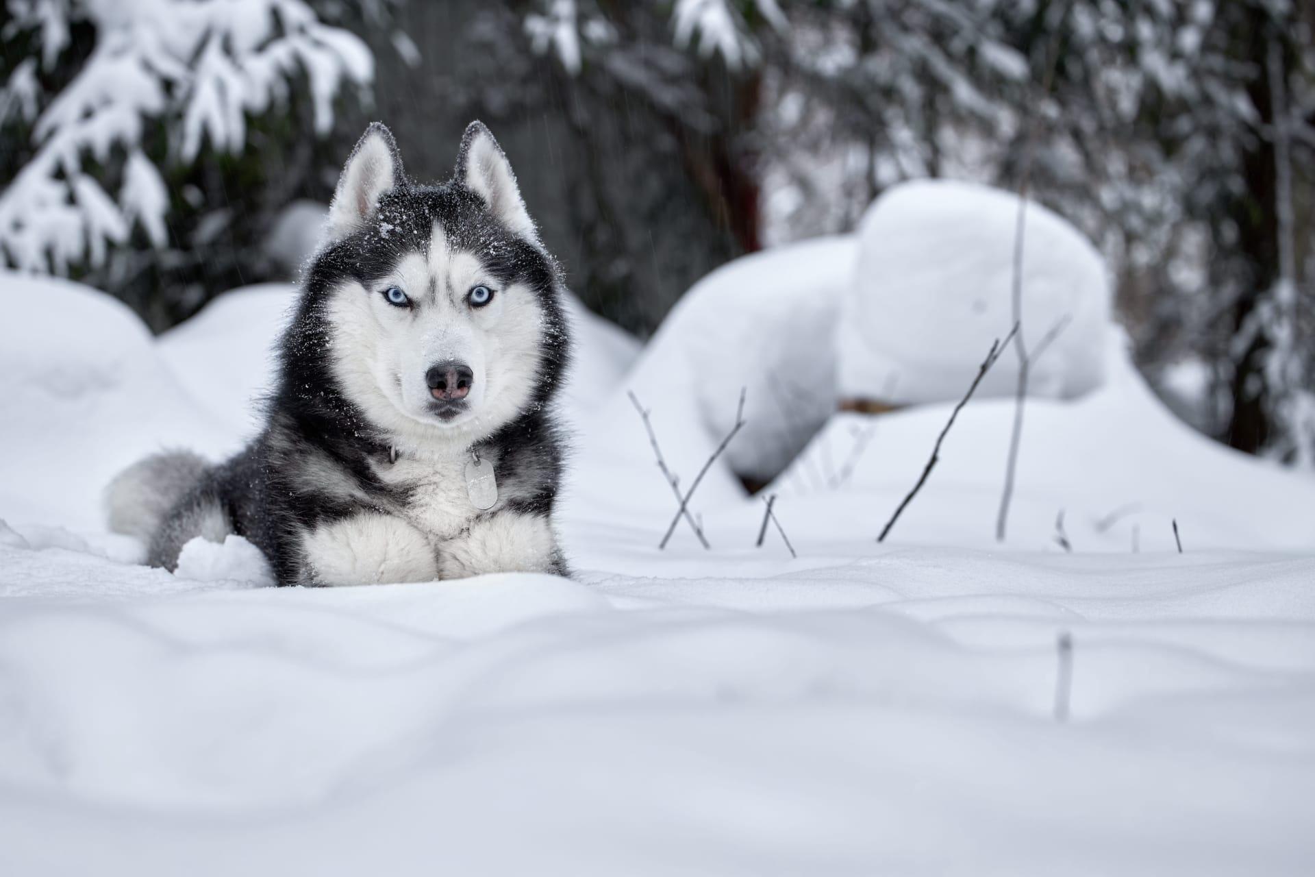Siberian husky pictures