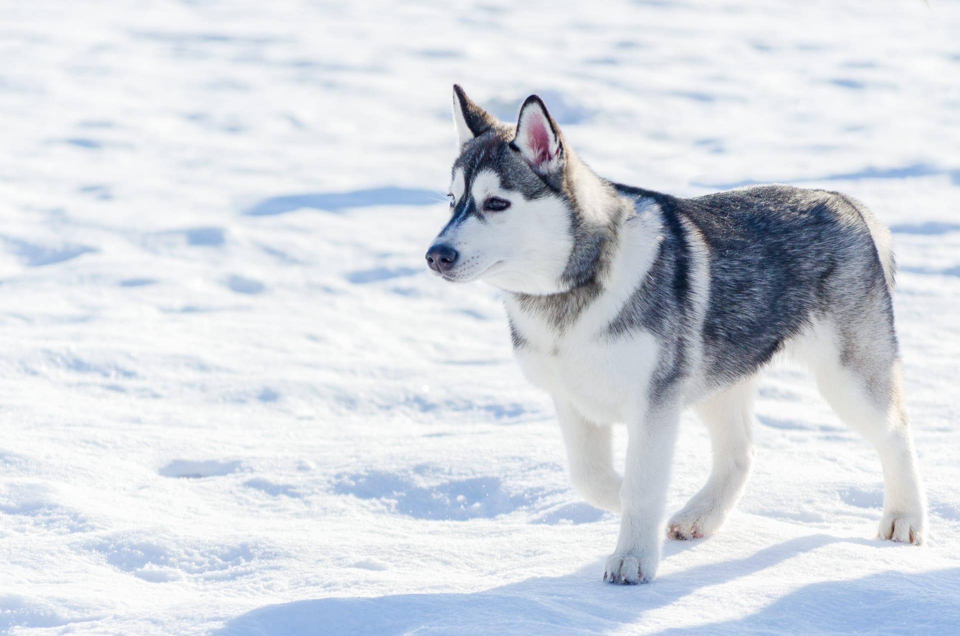 Siberian husky pictures