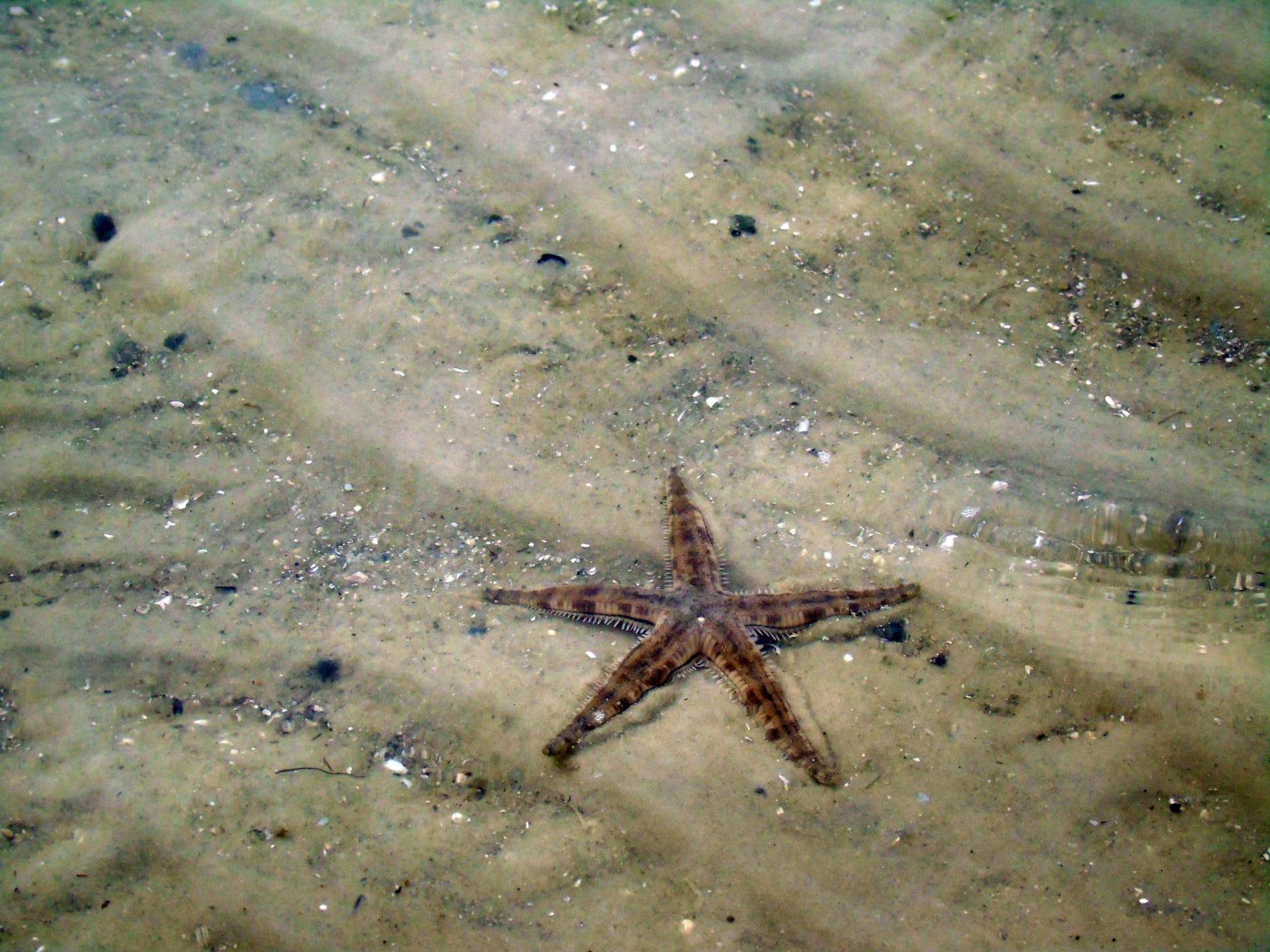 Starfish pictures