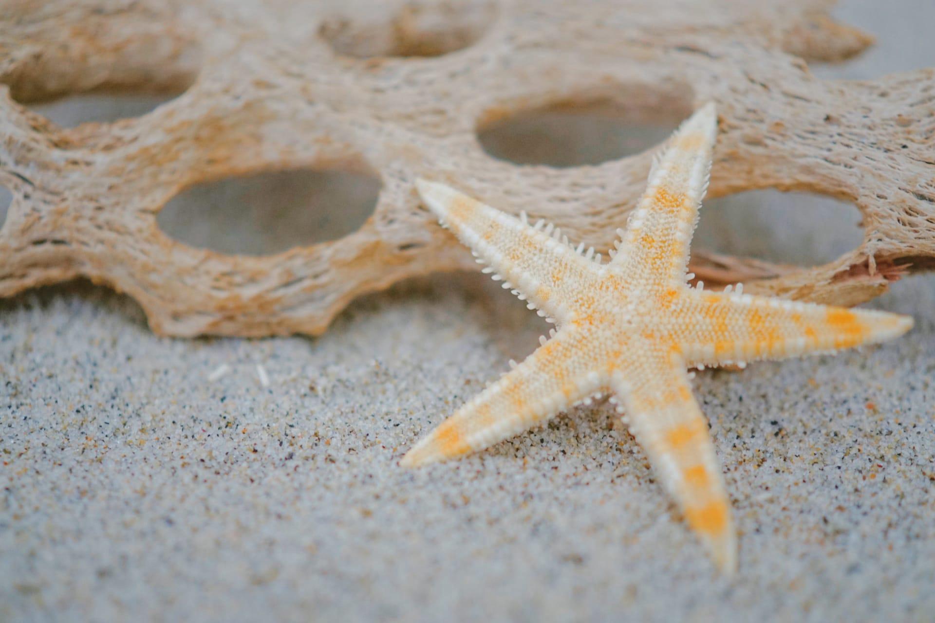 Starfish pictures