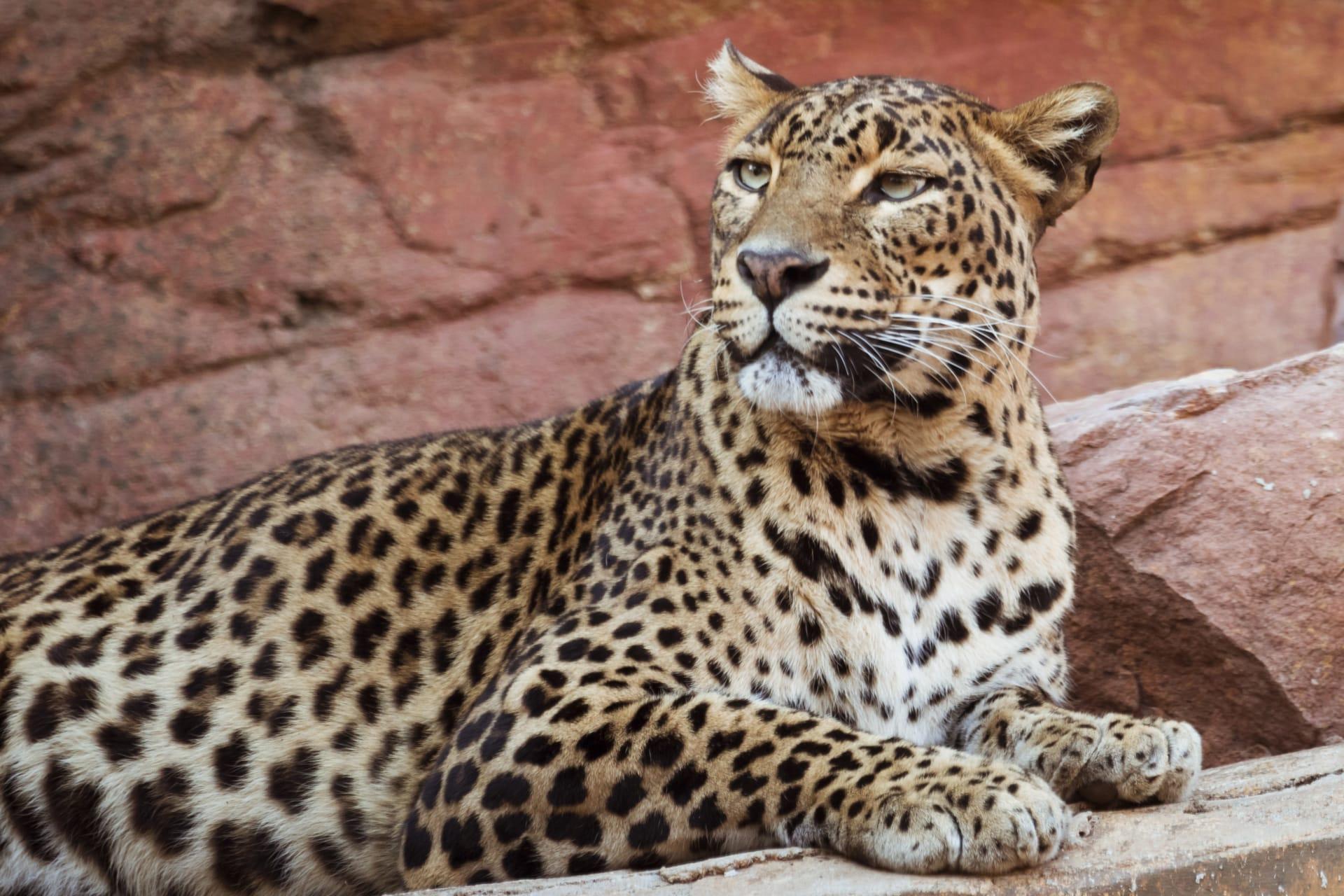 Amur leopard pictures