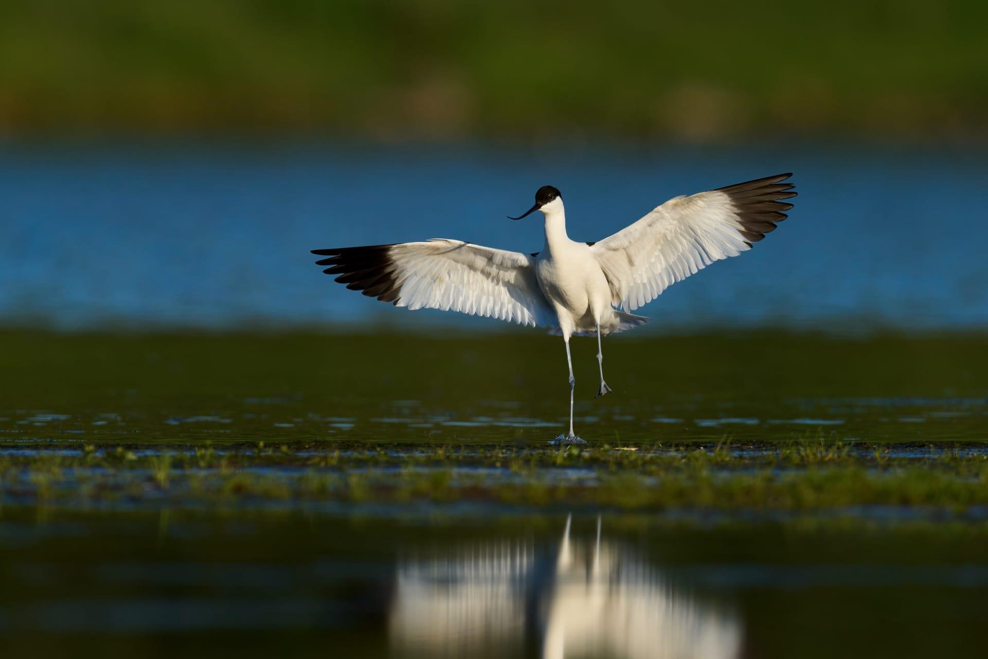 Avocet pictures