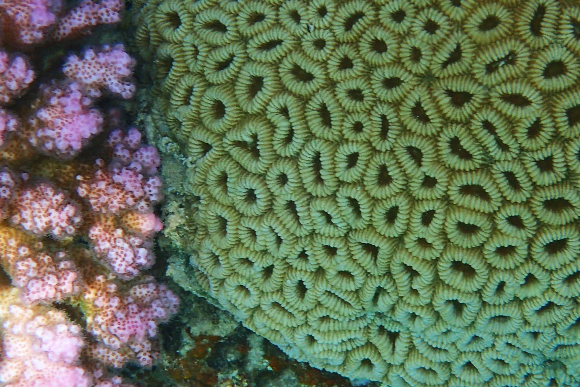 Brain coral pictures