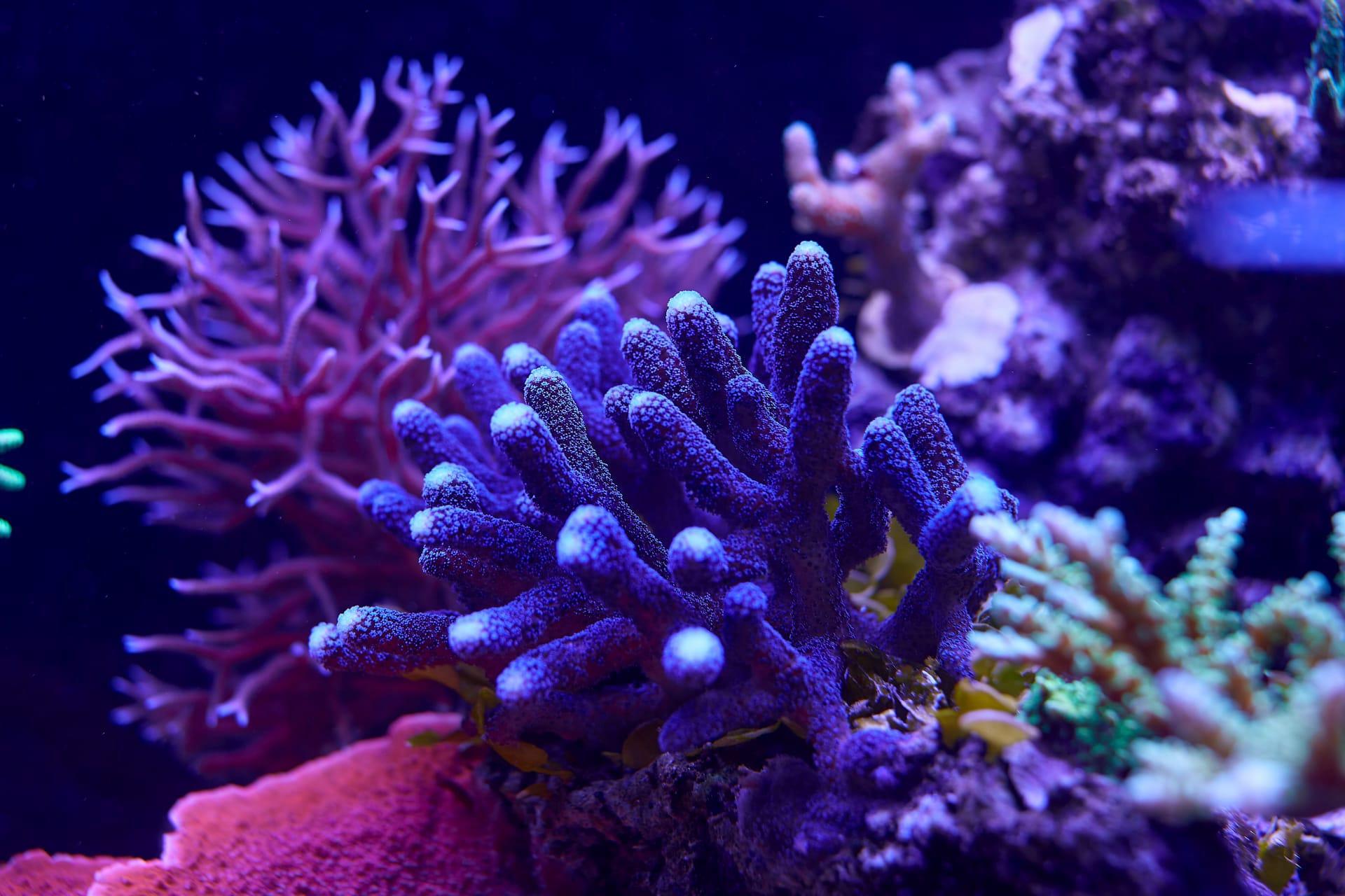 Coral pictures