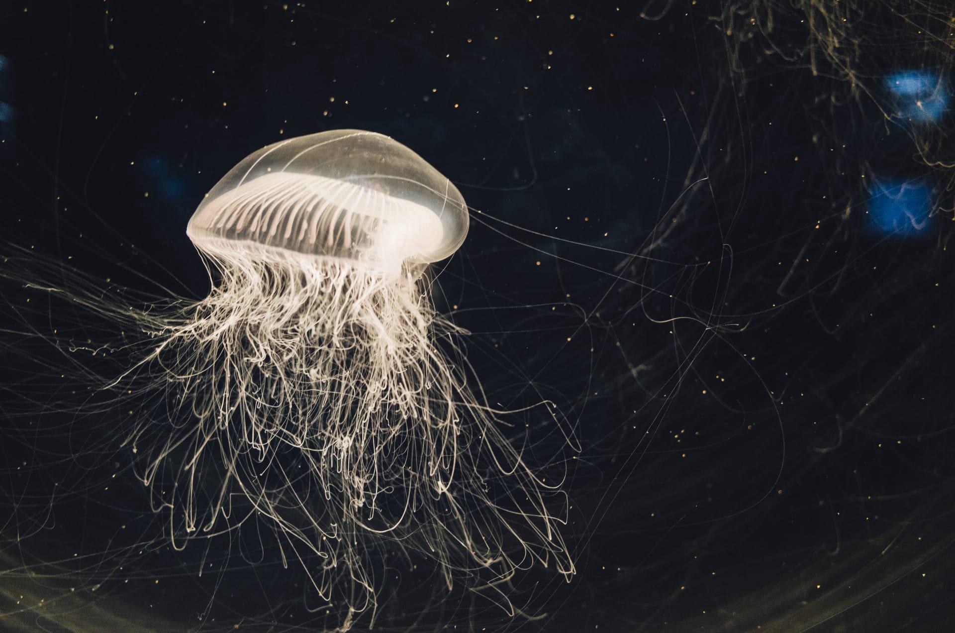 Jellyfish pictures