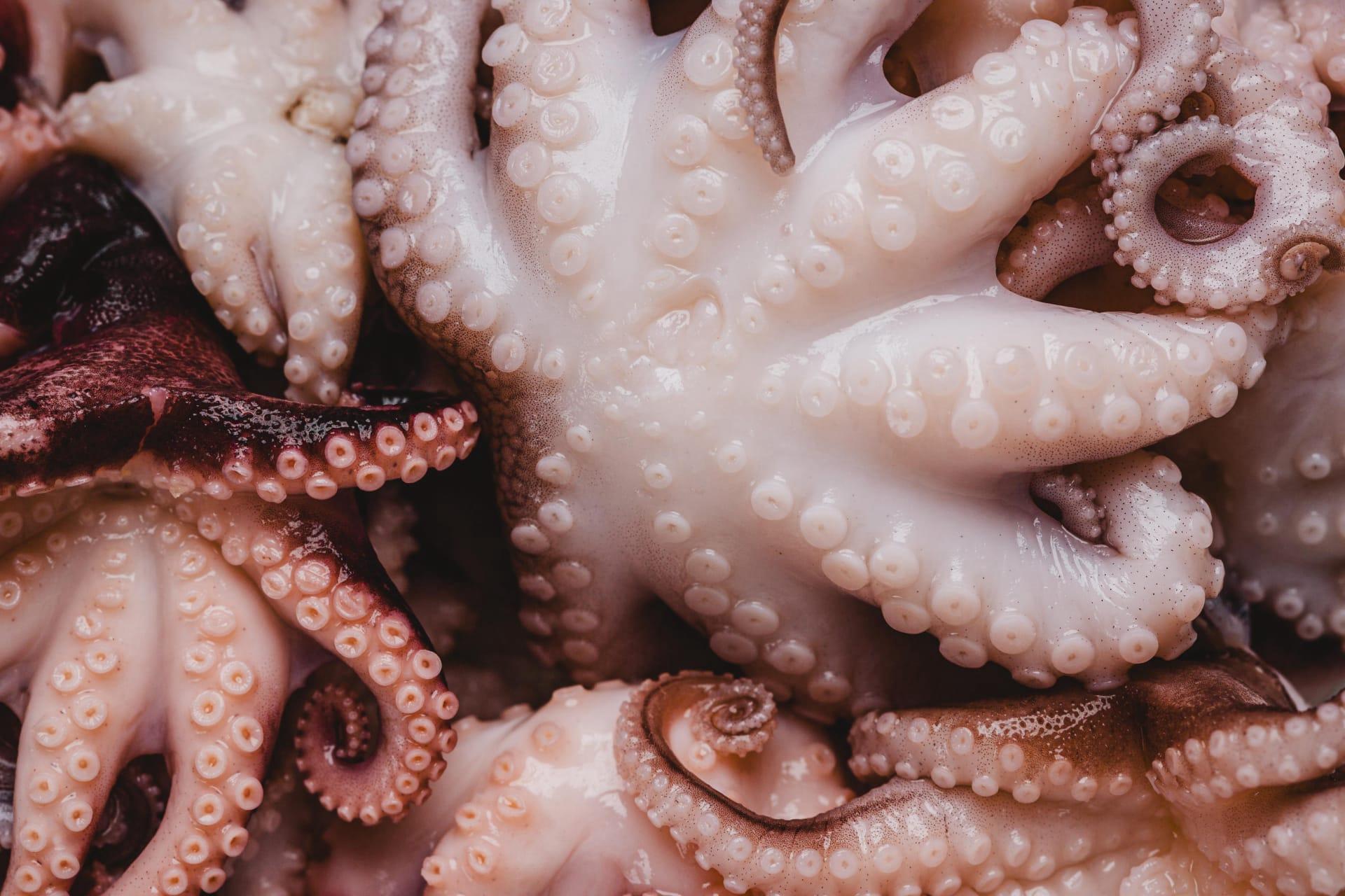 Octopus pictures