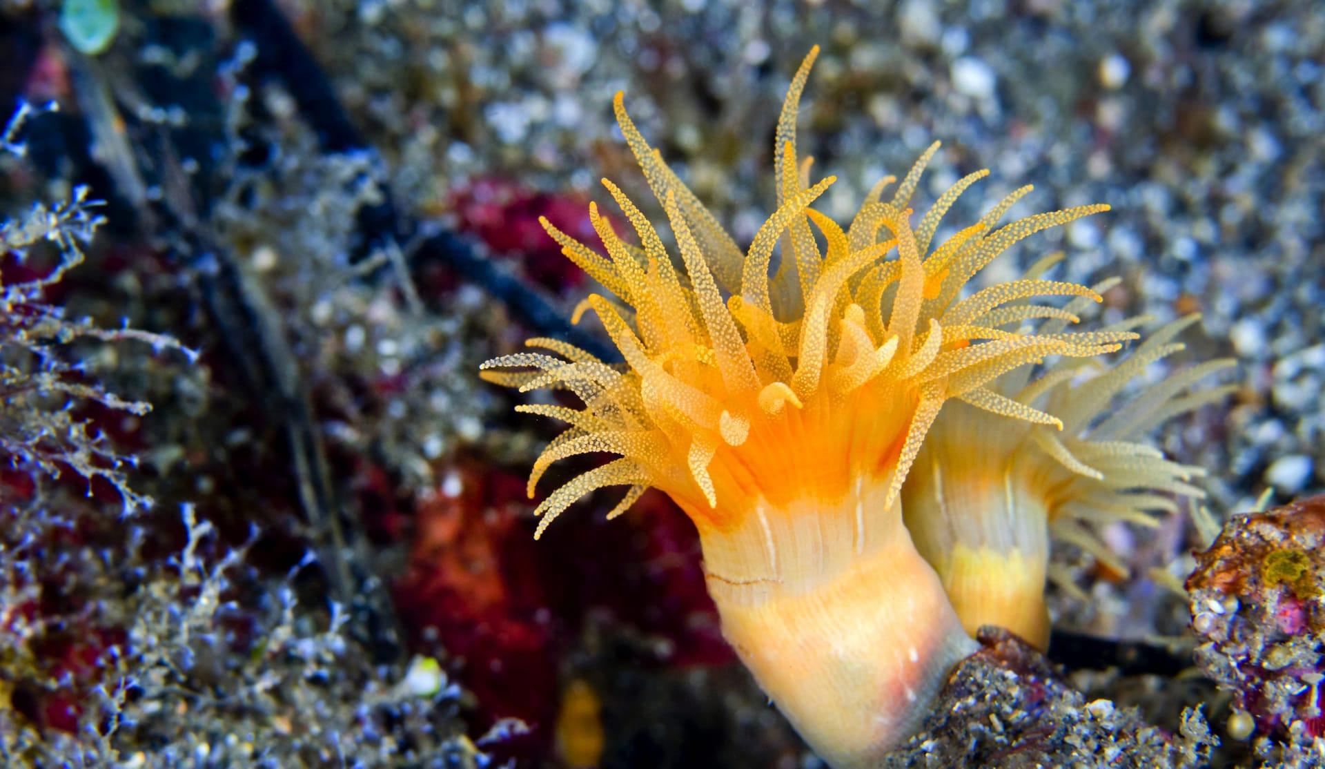Sea anemone pictures