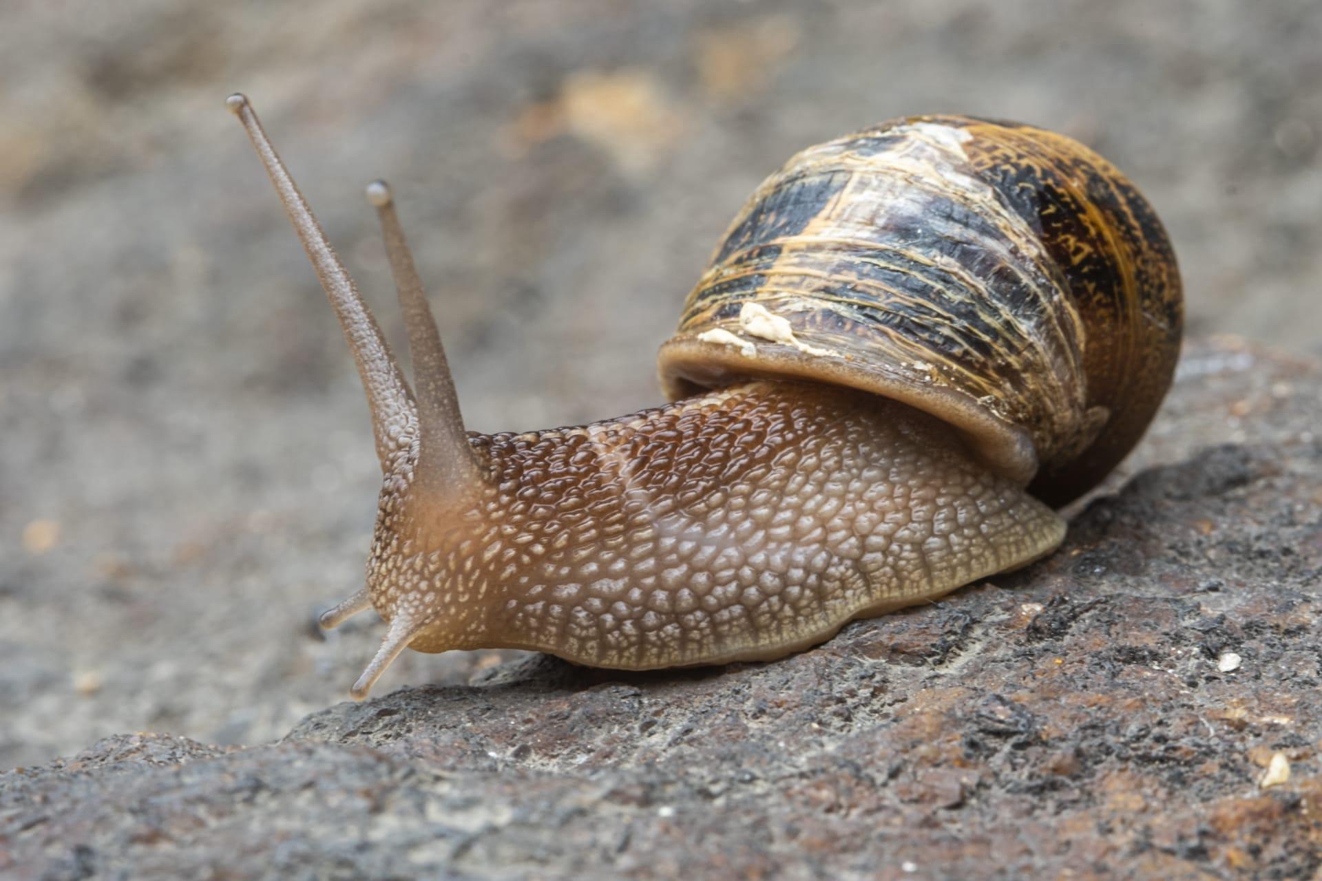 Snails pictures