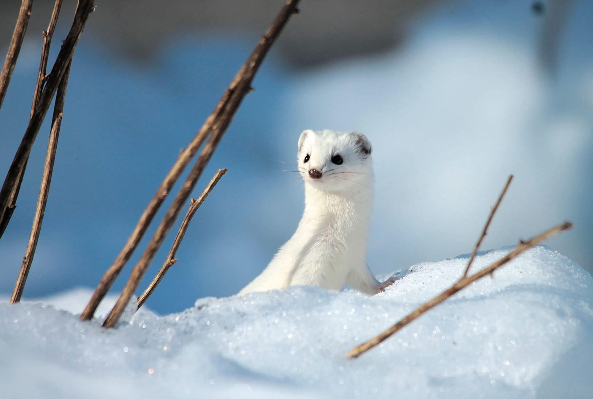 Weasel pictures